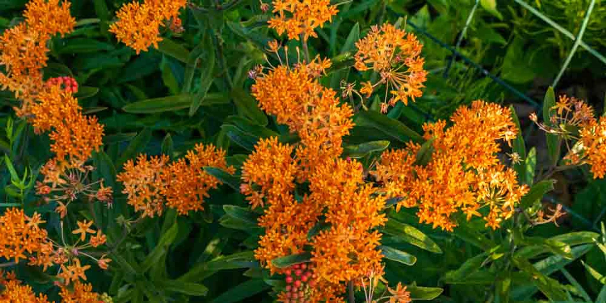 Clusters of butterfly weed shown up close.