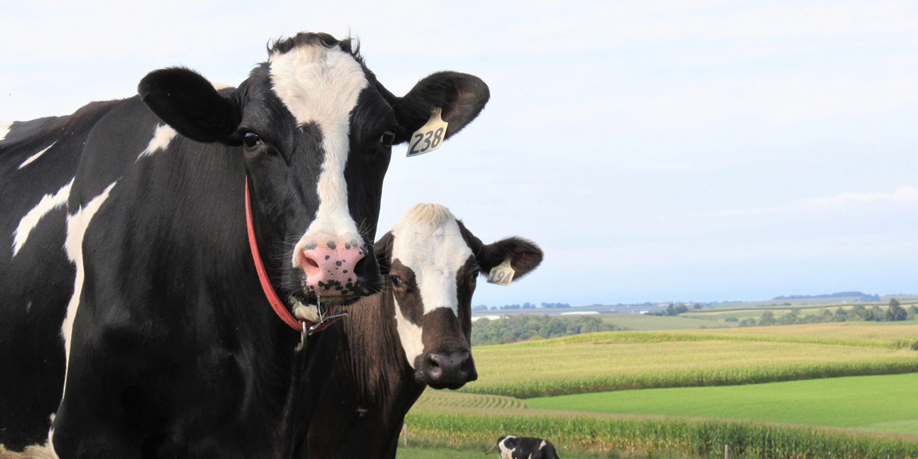 Cows on pasture at an organic farm in Wisconsin.