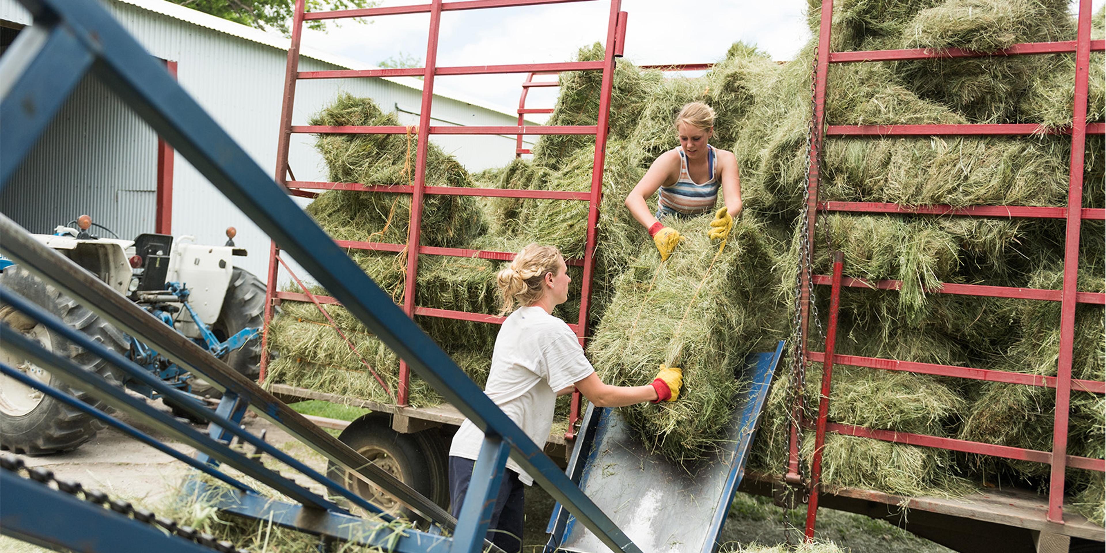 A woman hands a bale of hay to another woman to place on a hay elevator at the Klaphake organic family farm in Minnesota.