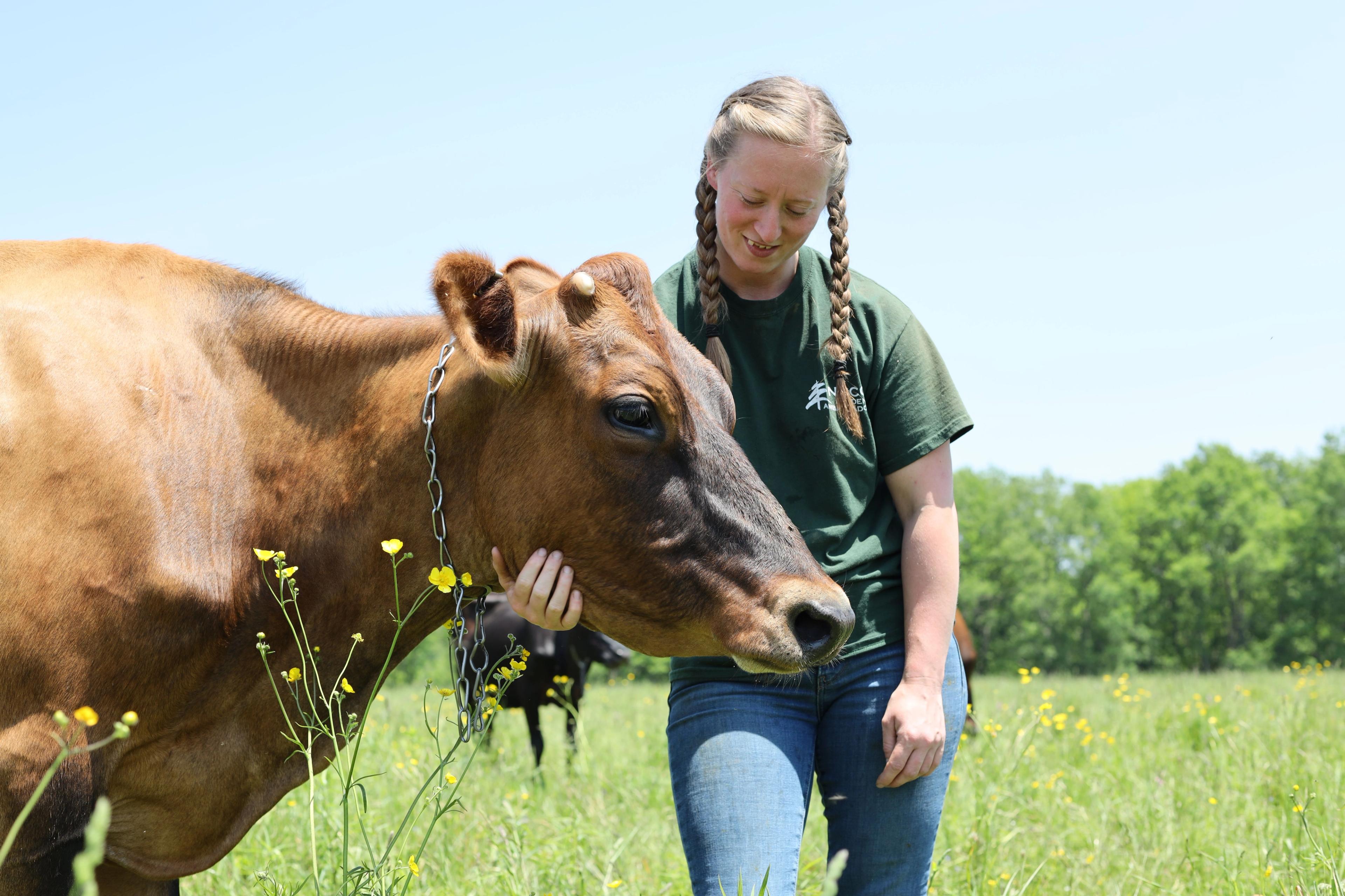 Melissa Moody pets a dairy cow on a New York farm. 