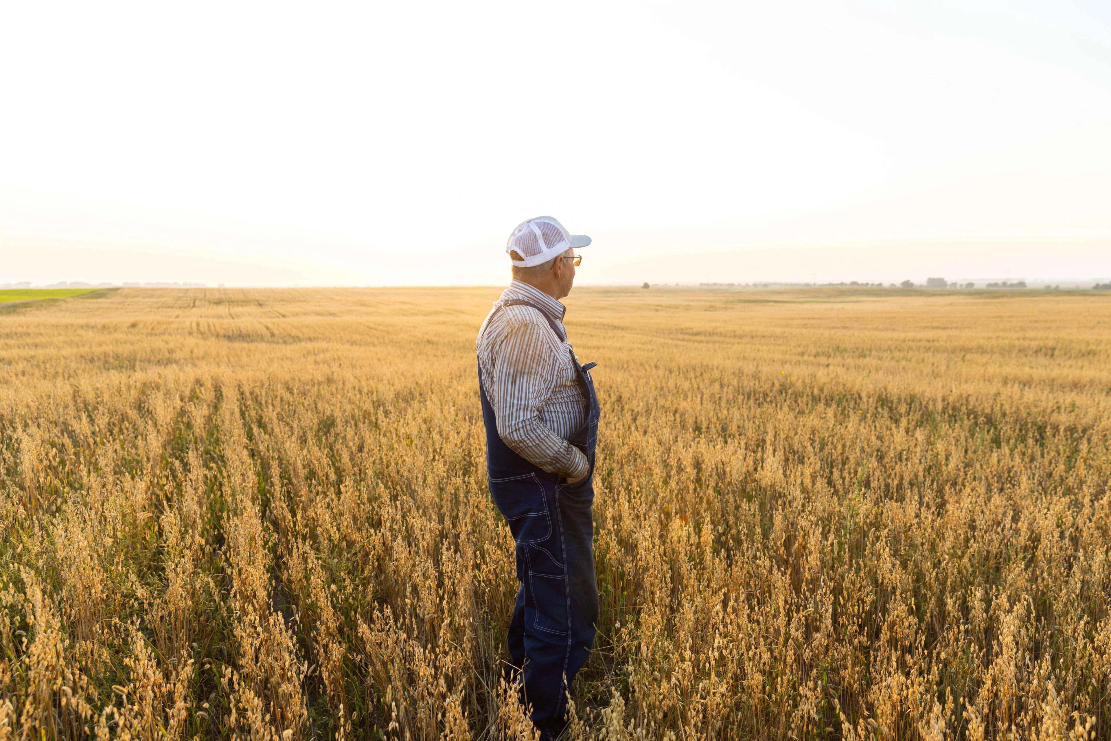 An Organic Valley Oat farmer walking in his field.