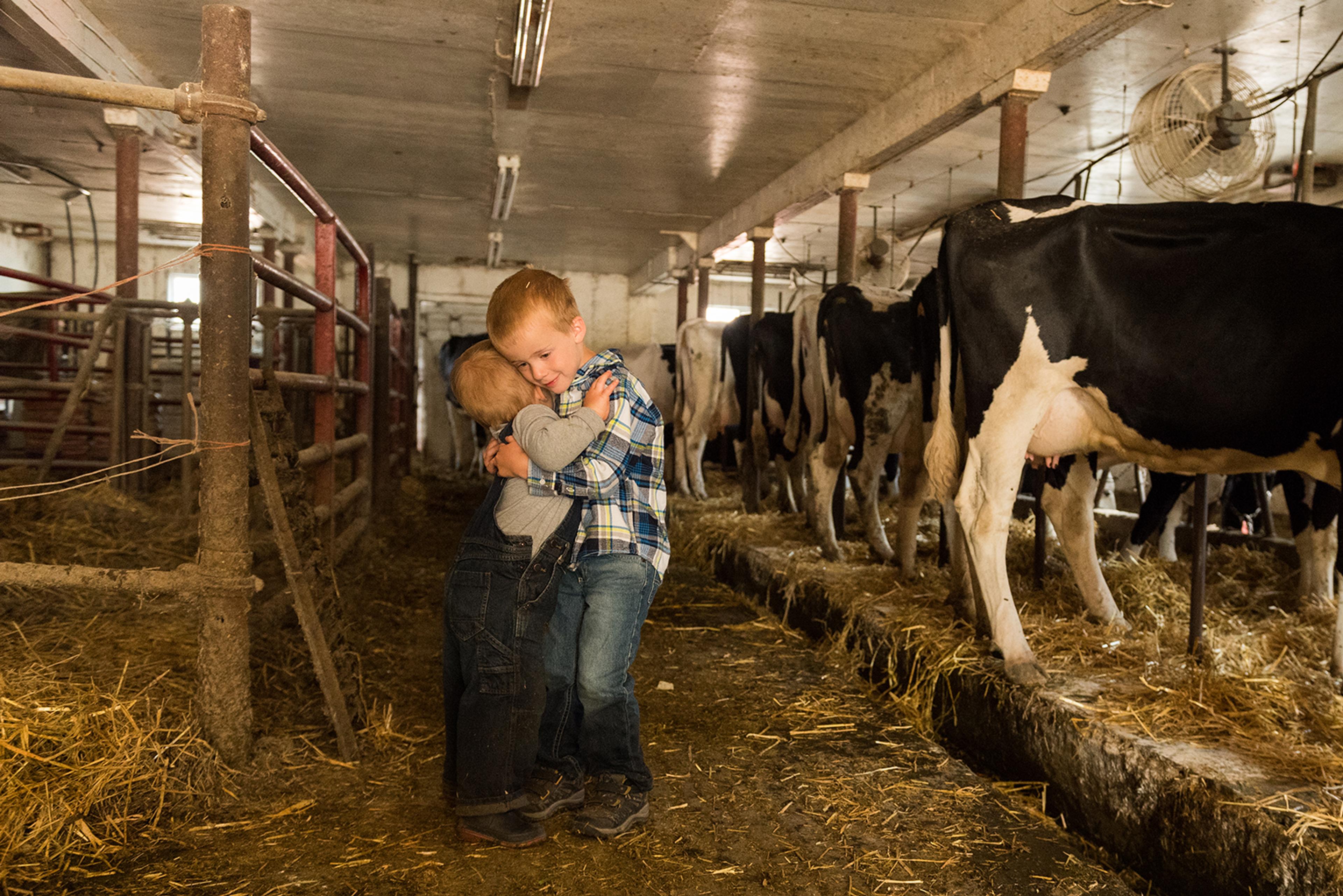Two little boys hug in the milking barn with cows in the background. 
