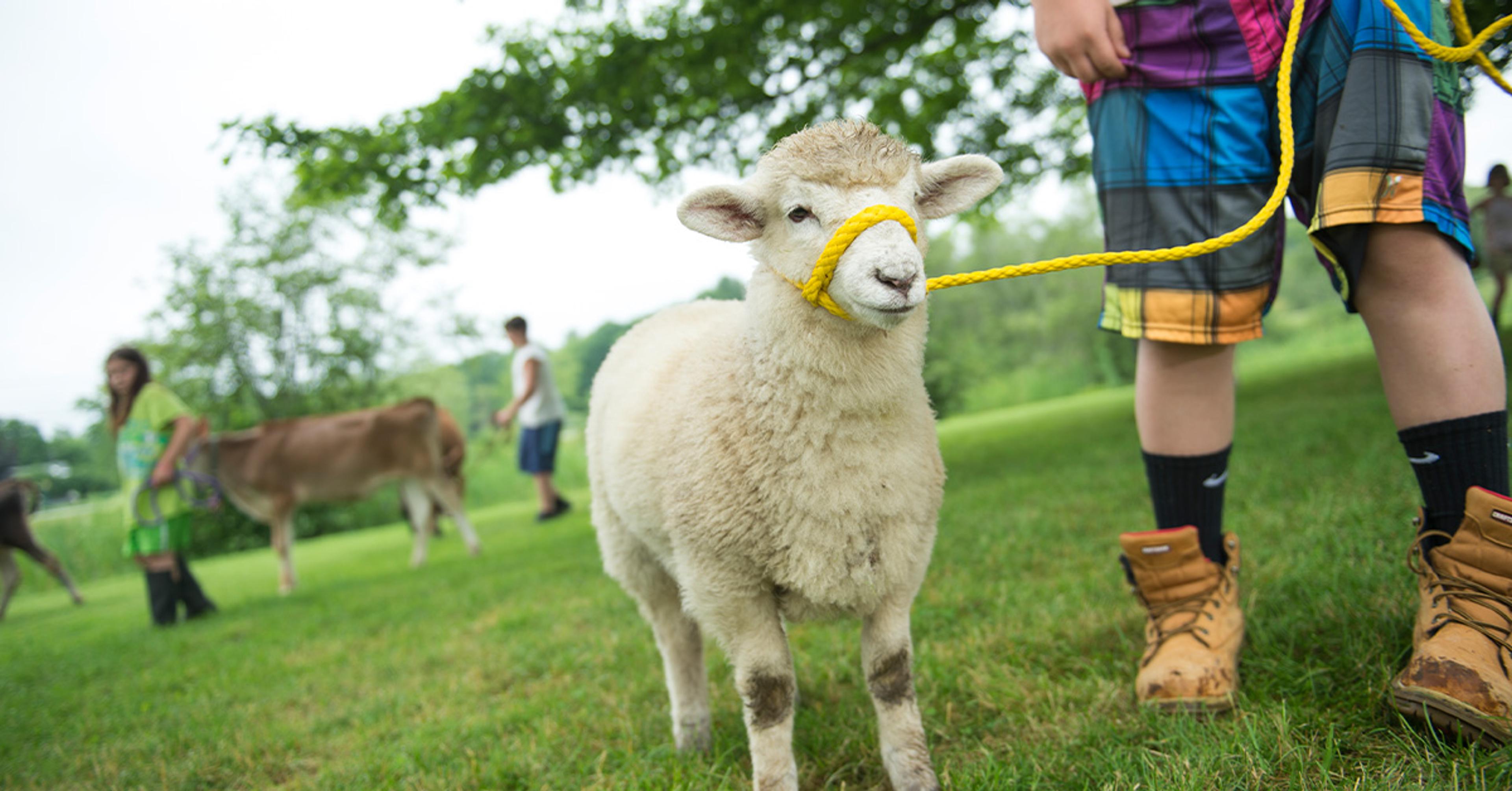 A boy with wild-colored shorts and a untied boots walks a lamb and kids walk with calves in the background at a farm in Maine. 
