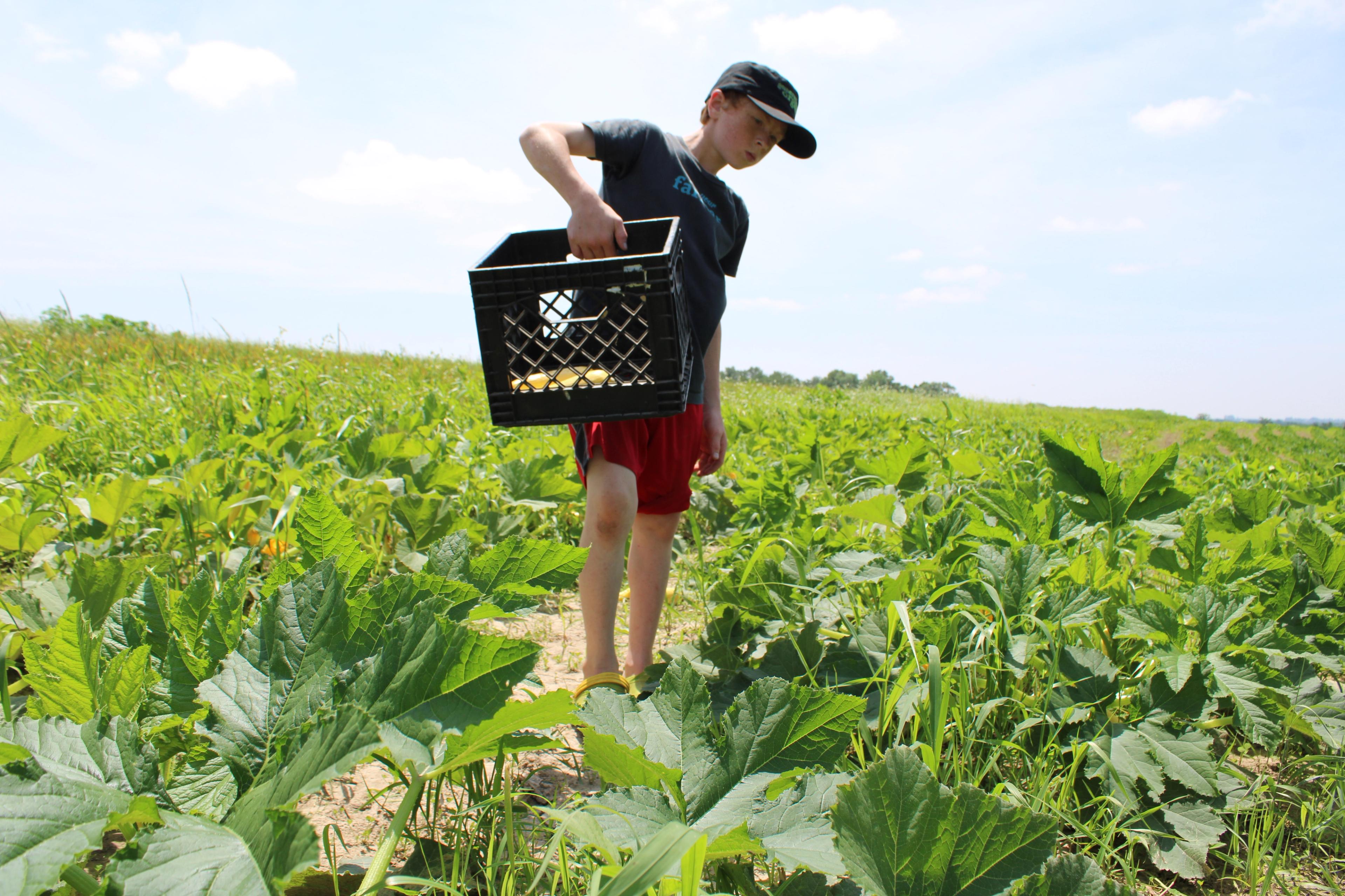 A boy picking squash.