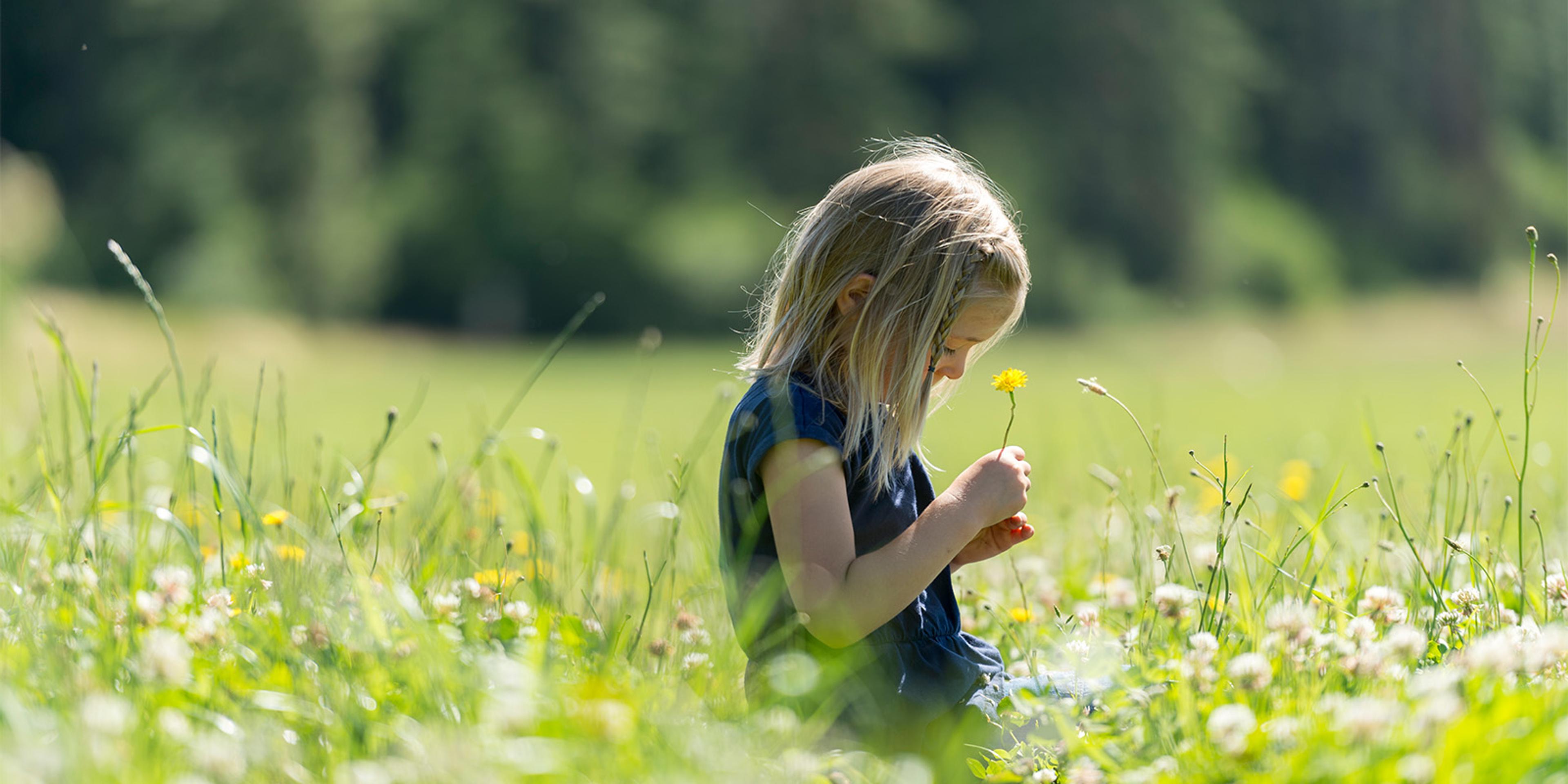 A girl sitting in a meadow holds a dandelion at the Pearson farm in Washington.