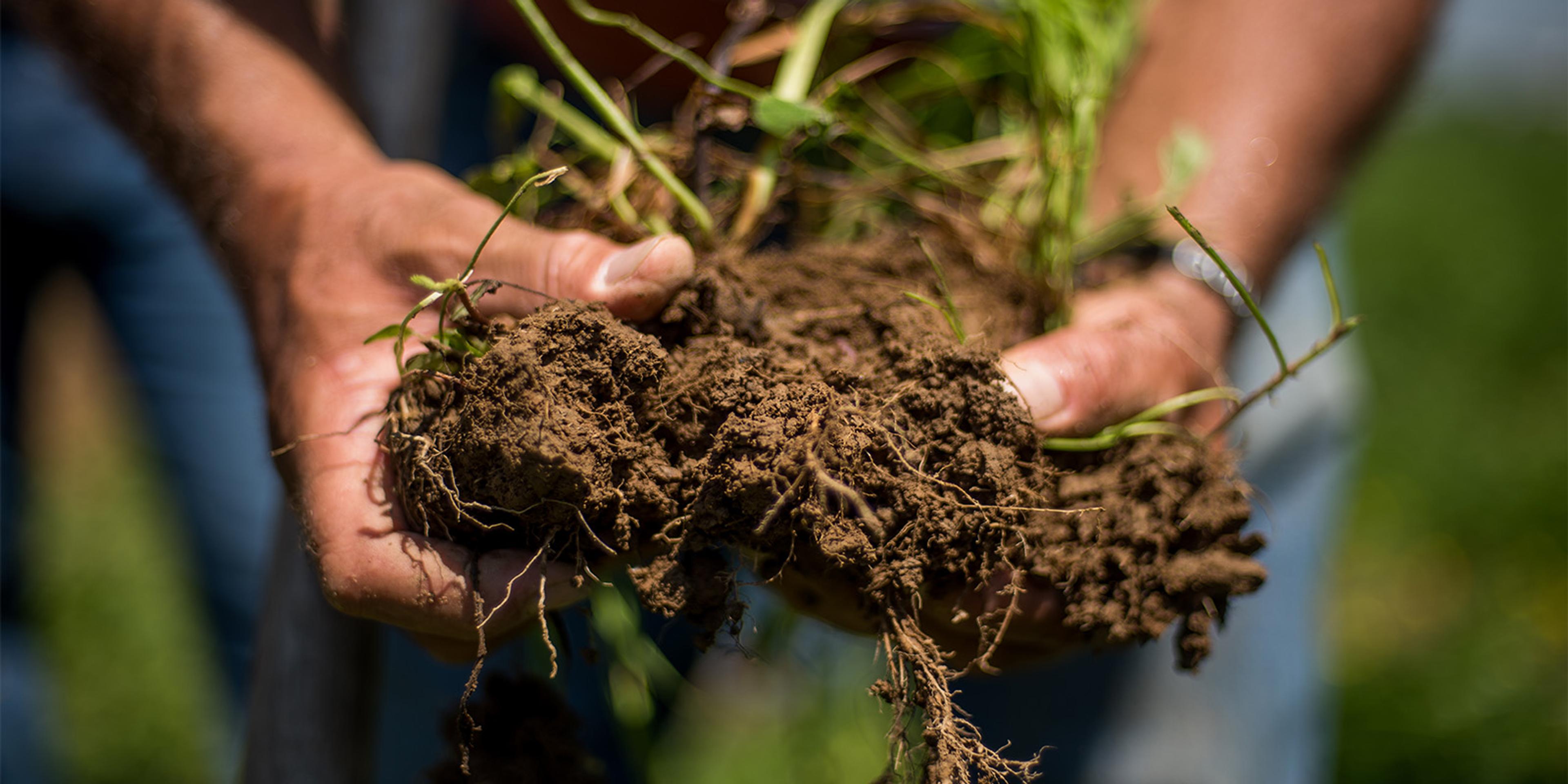 A farmer holds a clump of dirt and grasses.