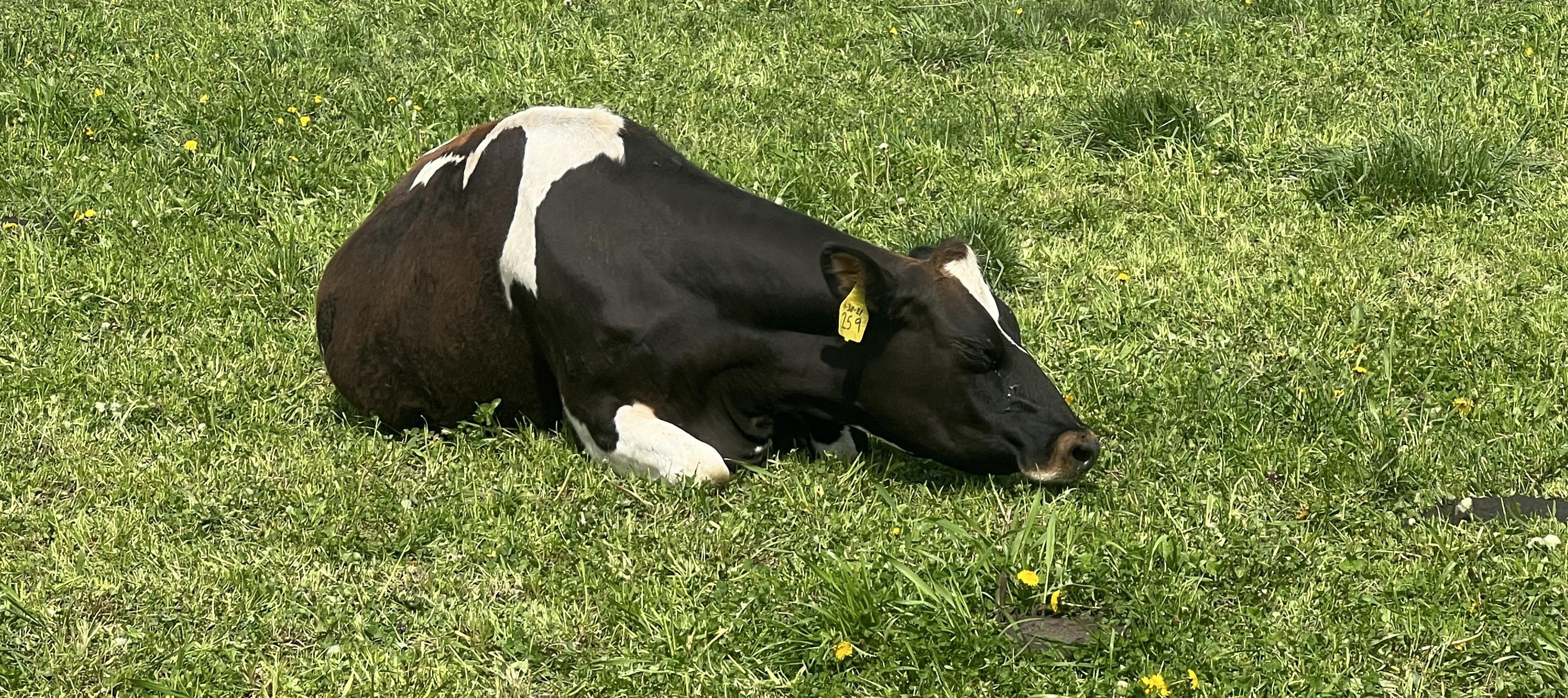 A Holstein cow sleeps on organic grass.