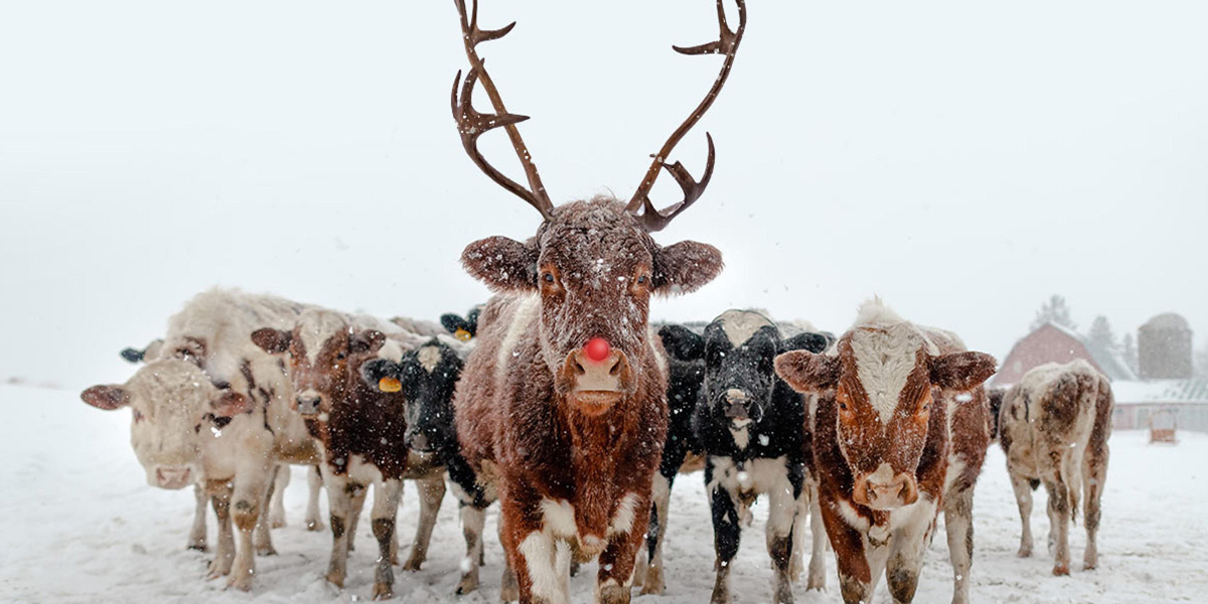 A calf with a glowing red nose and reindeer antlers.