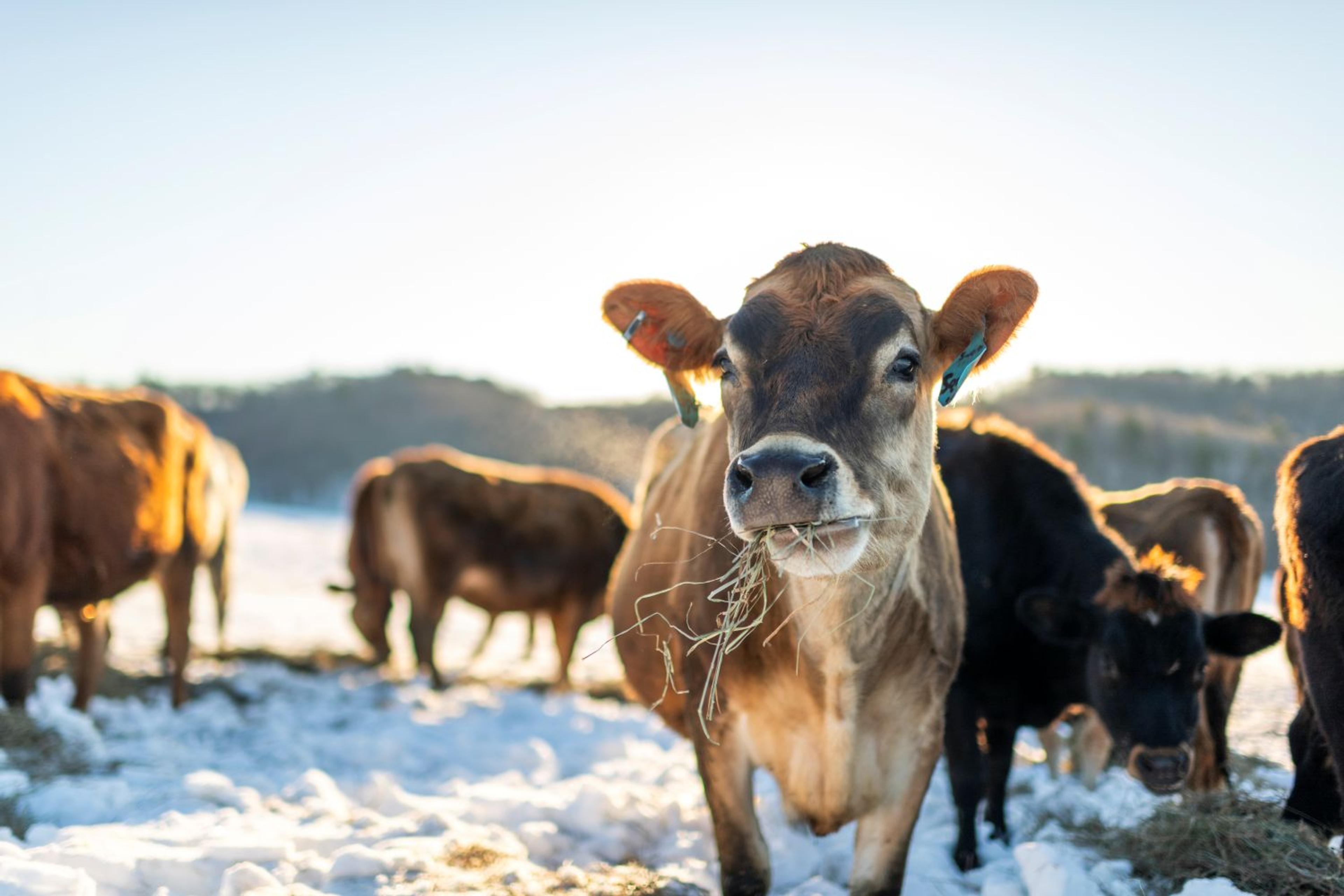 Cows outside in the winter on an Organic Valley family farm in Wisconsin.