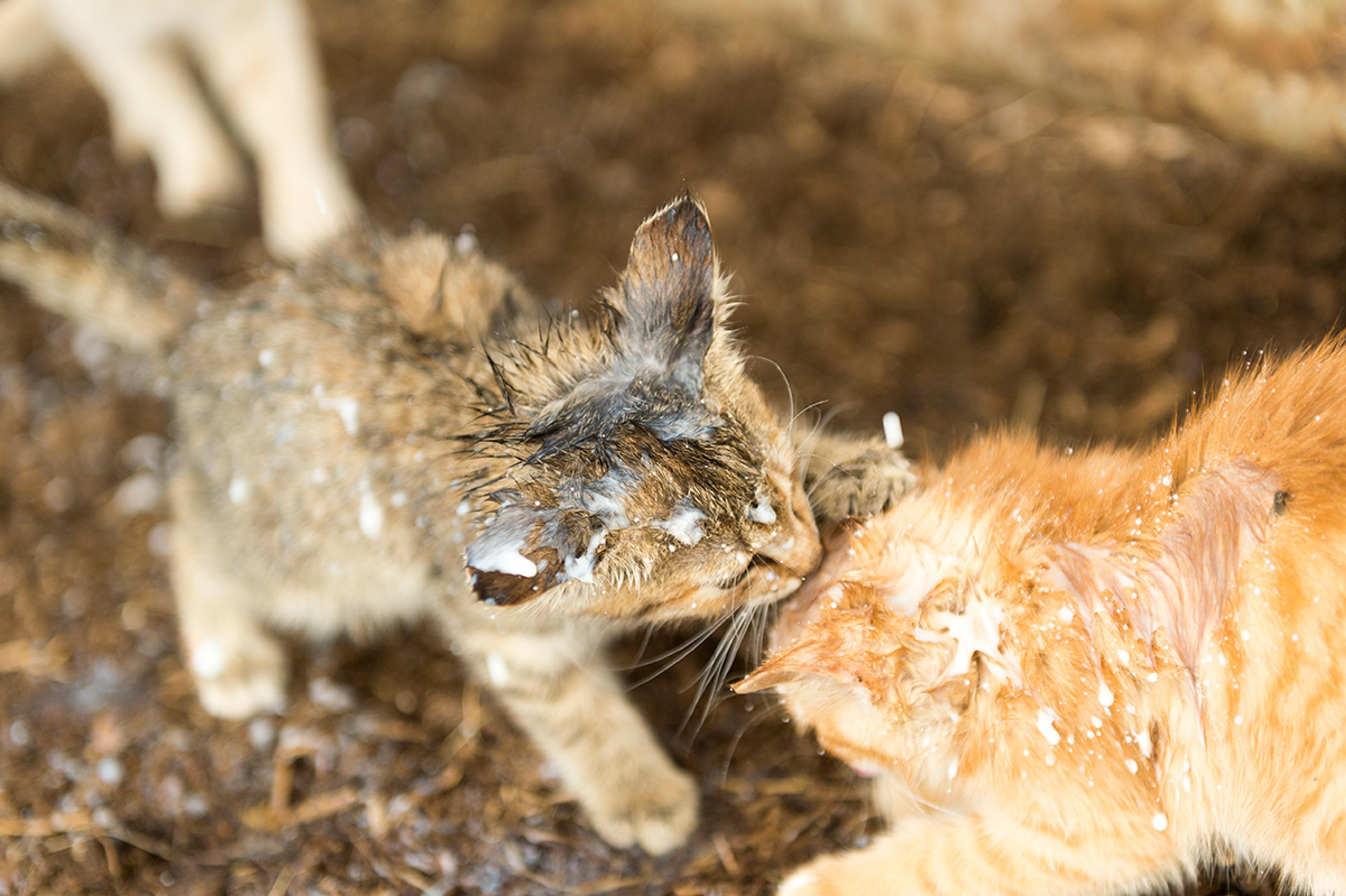 A kitten covered in milk licks the head of another kitten also covered in milk.