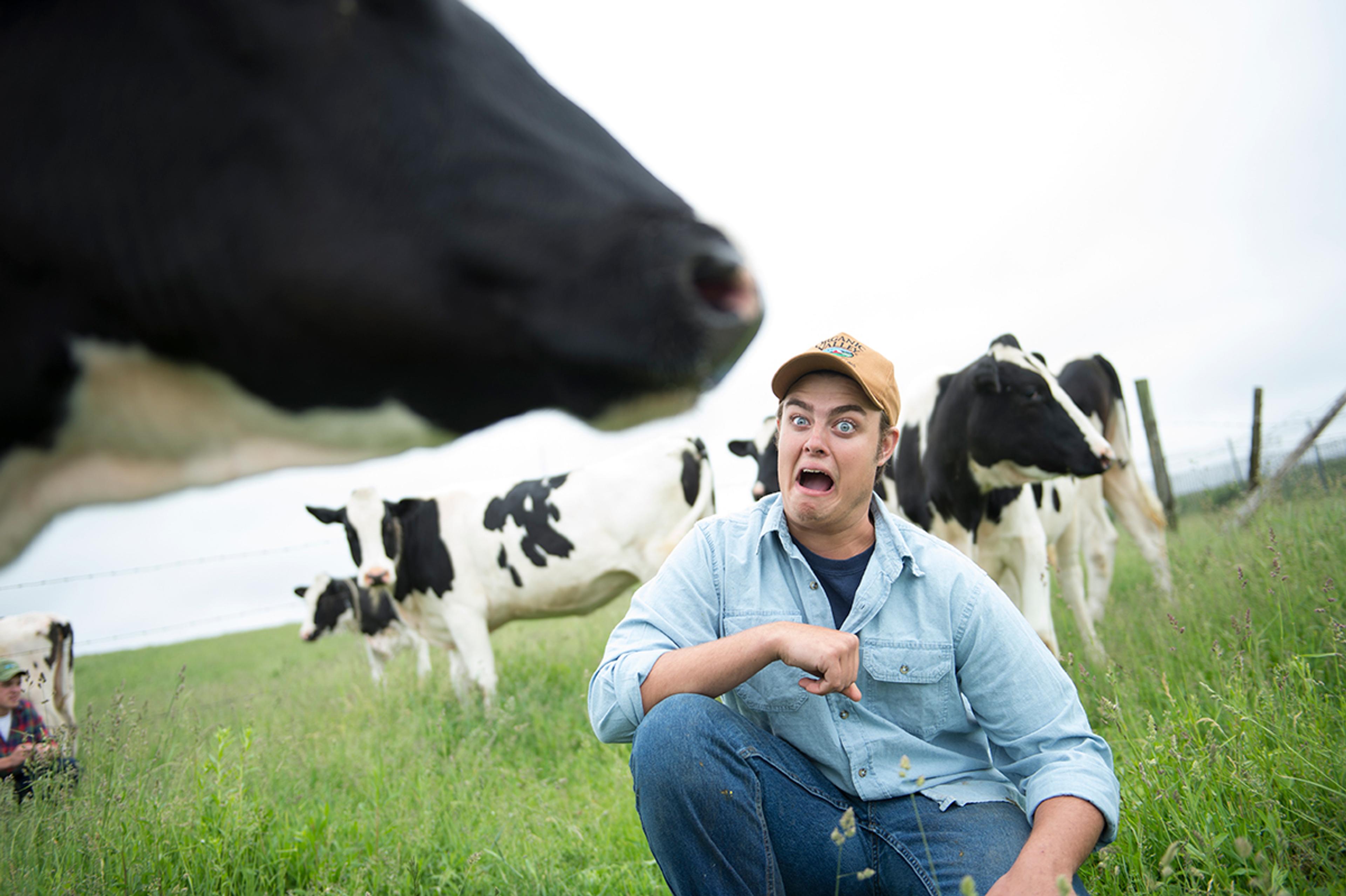 Organic Valley farmer making a funny face at a cow.