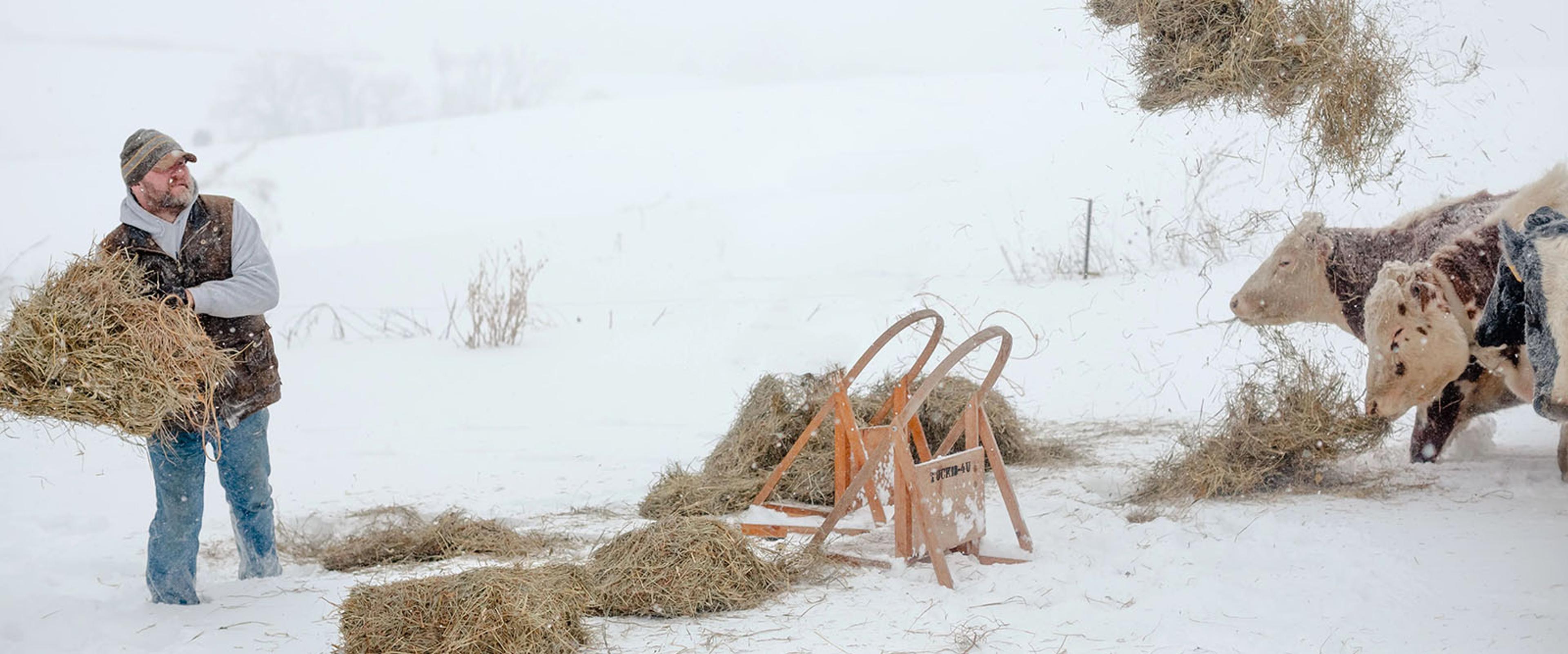 A farmer throws hay to cows on a snowy day