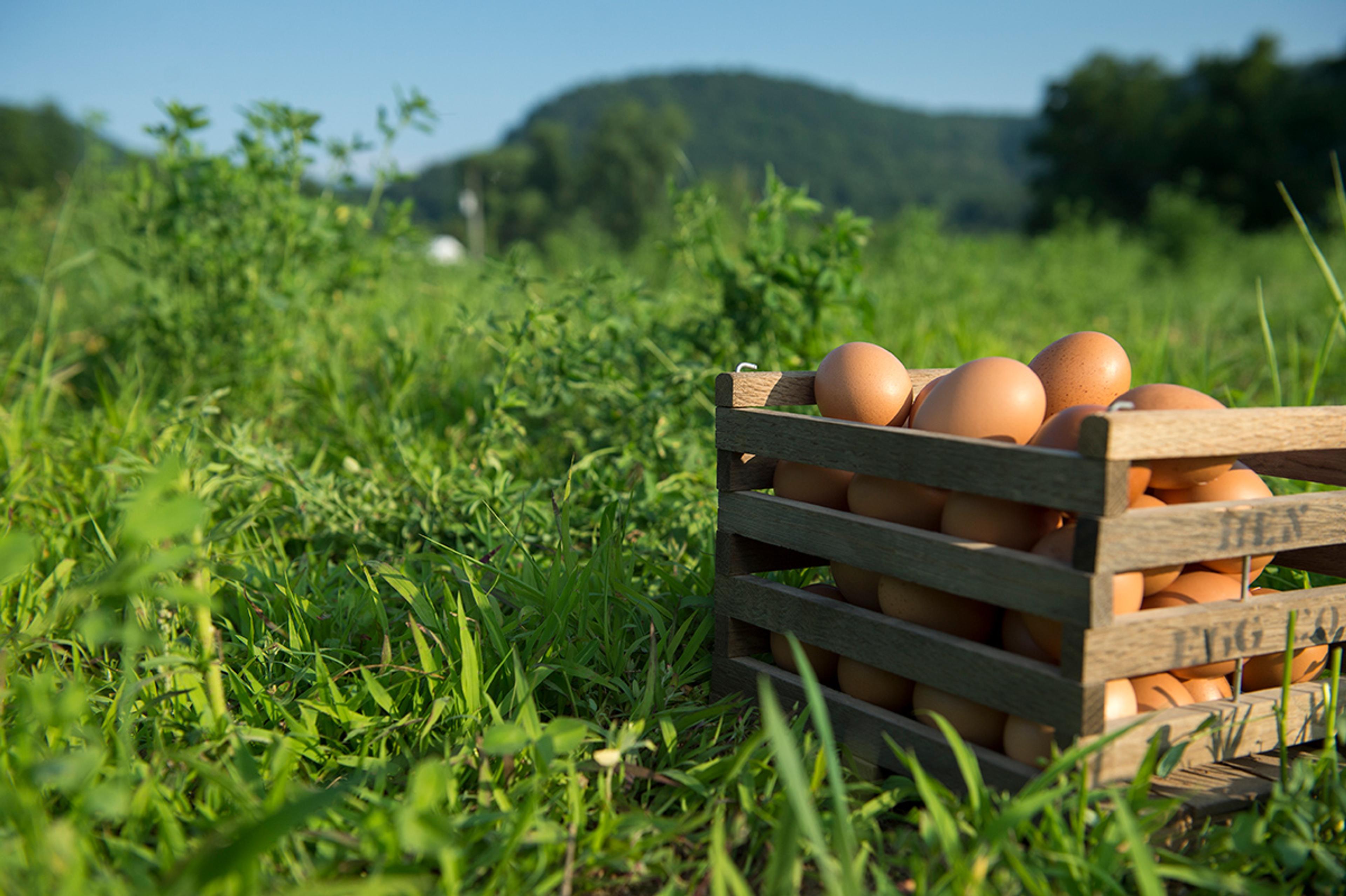 A crate of brown eggs sitting artfully in green grass against a blue sky. 