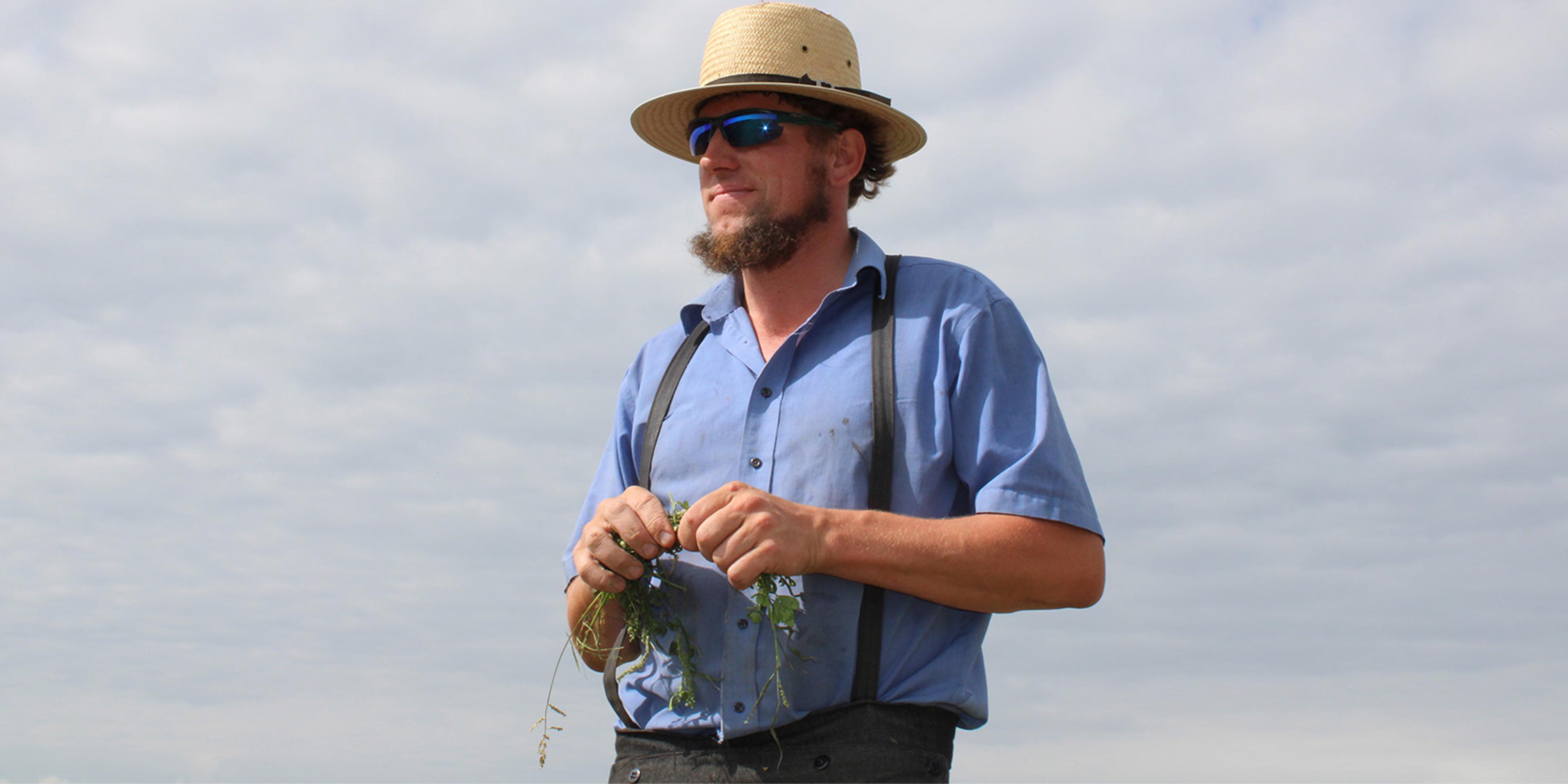 An Amish man with a handful of hay.