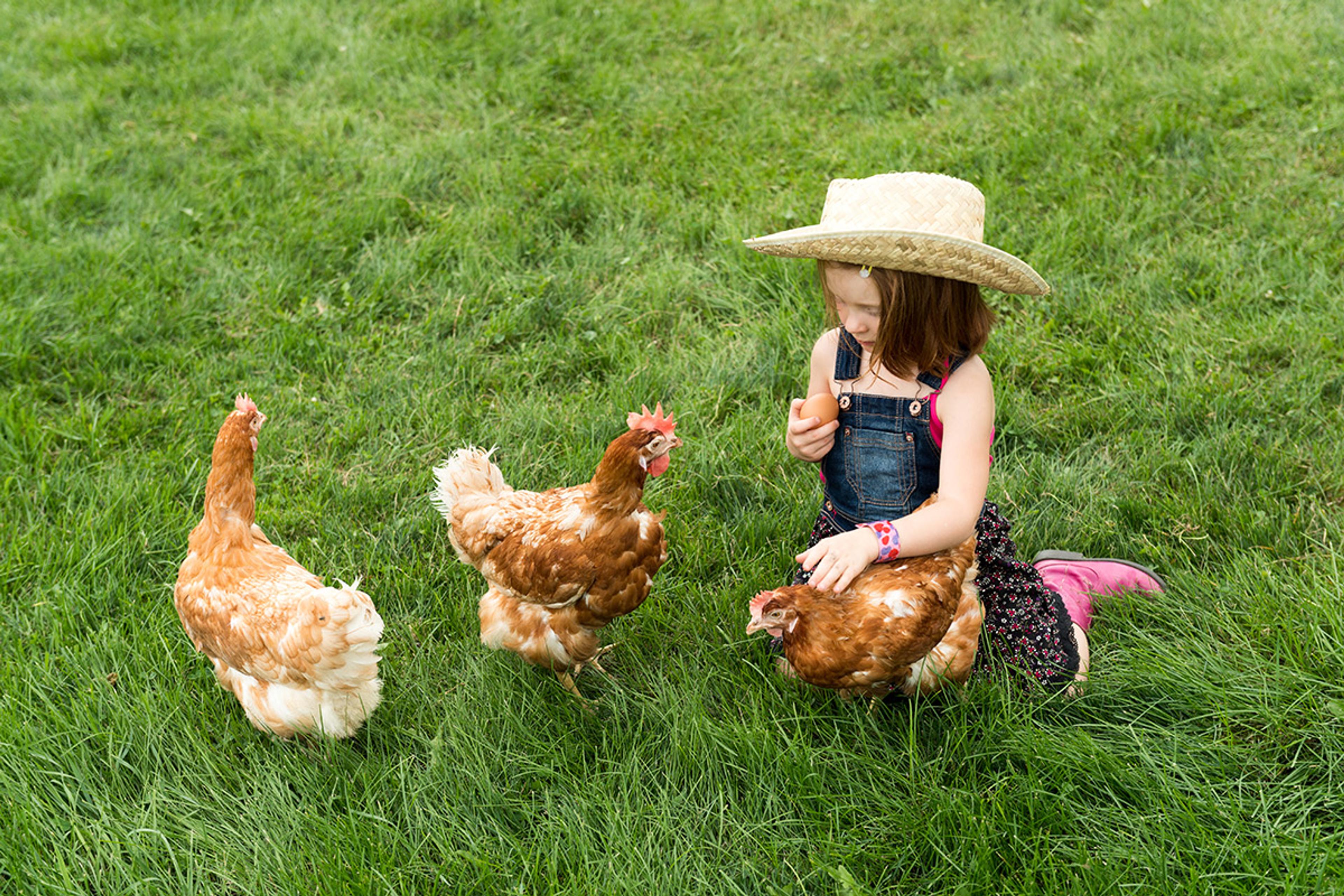 Little girl in overalls gathers brown eggs from hens in a green field.