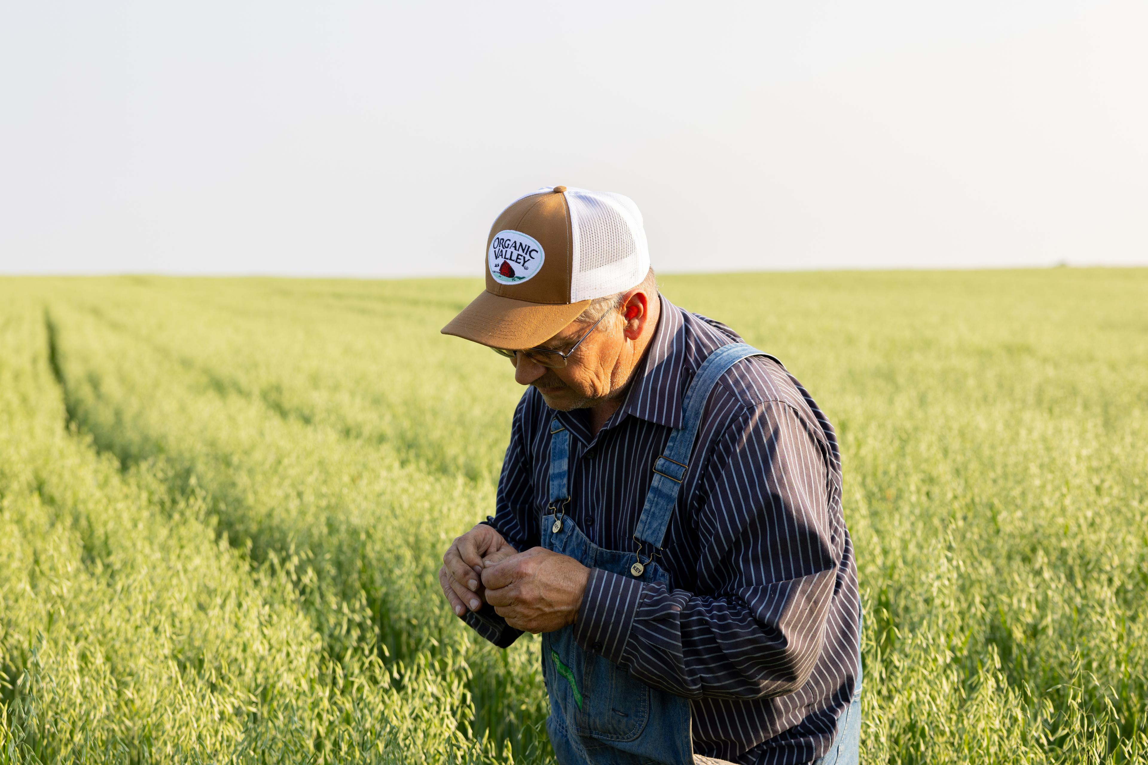 A farmer examines organic oats in a field