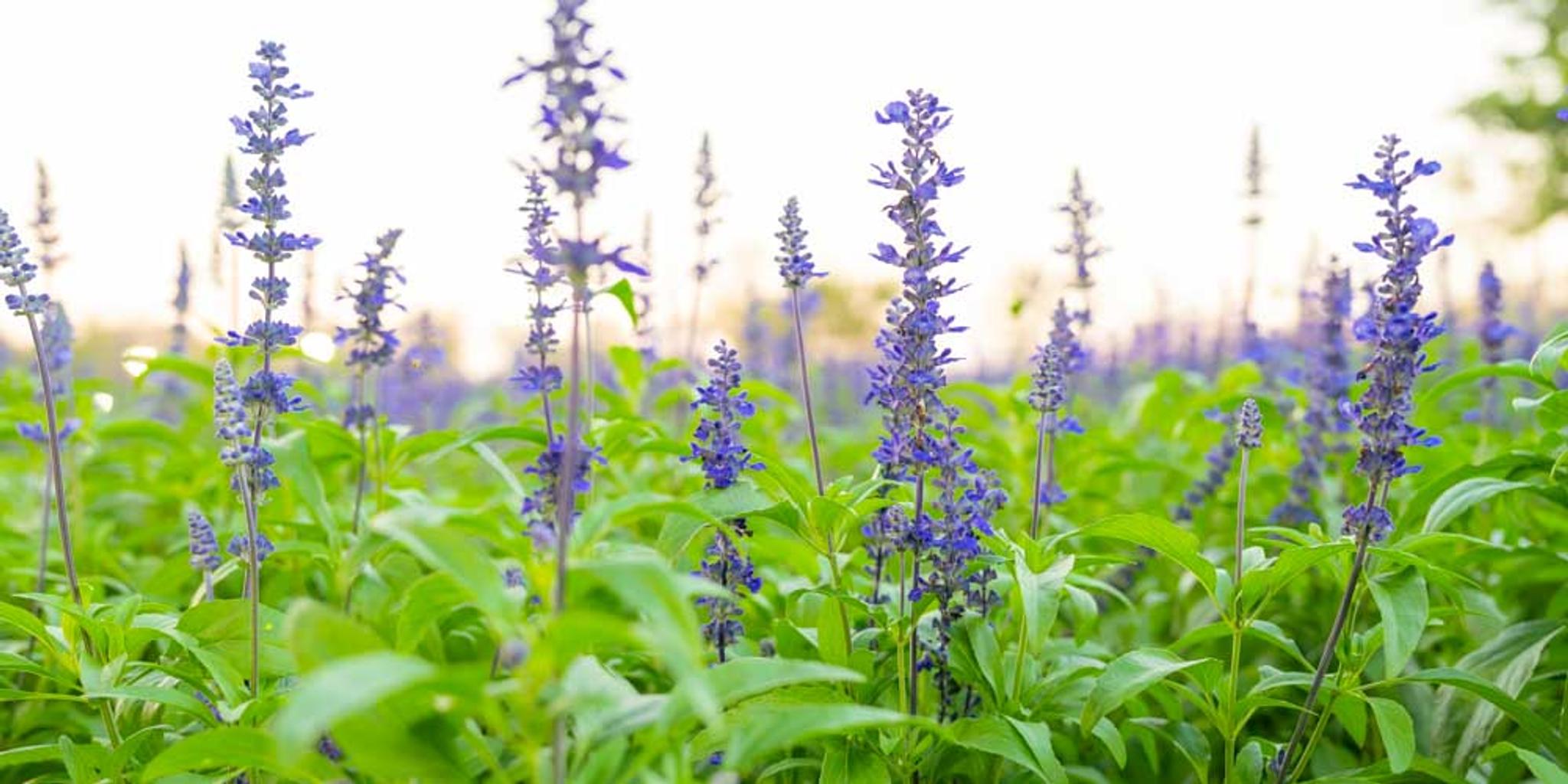 Pitcher sage plants in bloom.