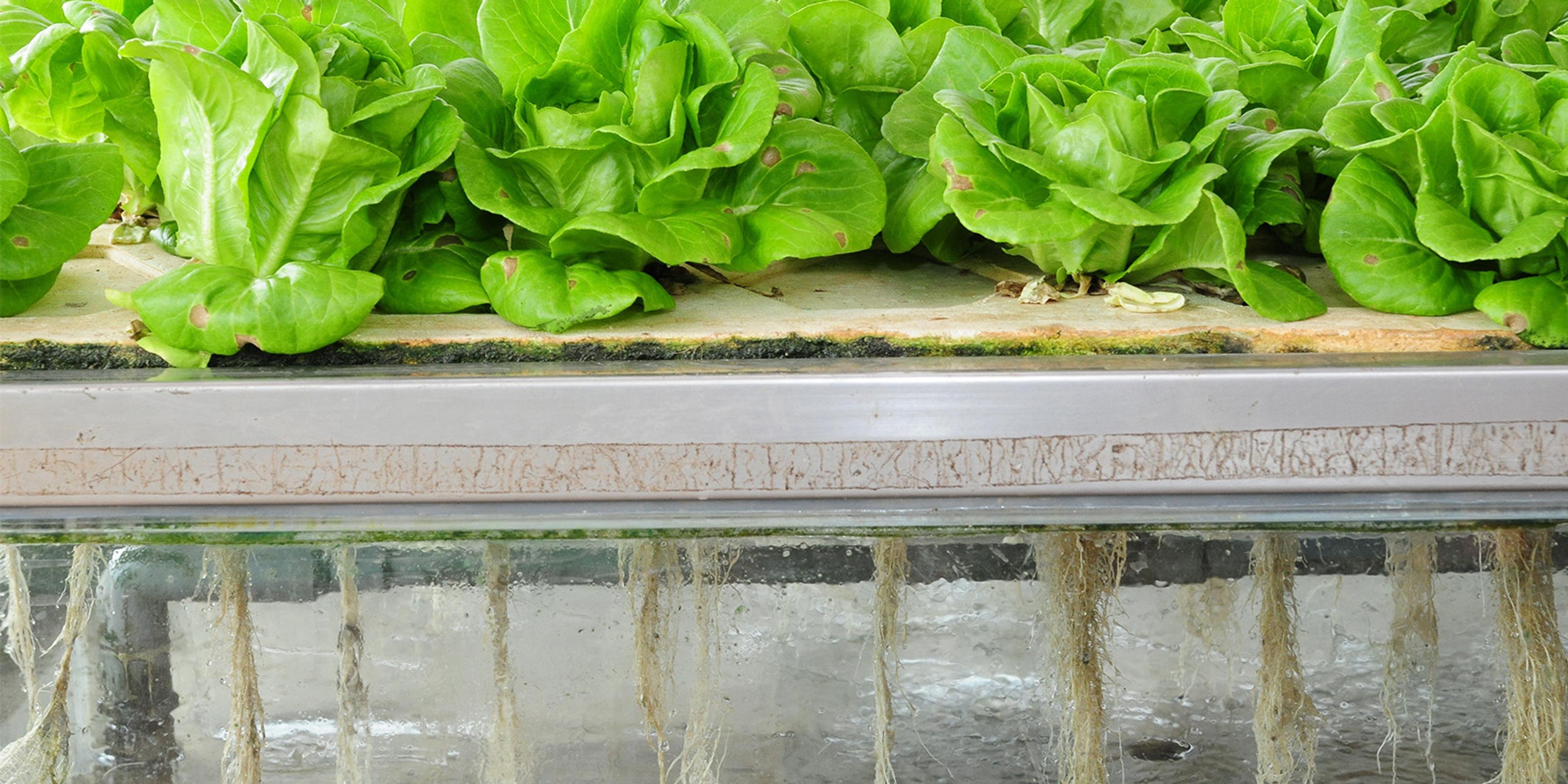 The roots of lettuce shoot out from a table as the lettuce grows on top.