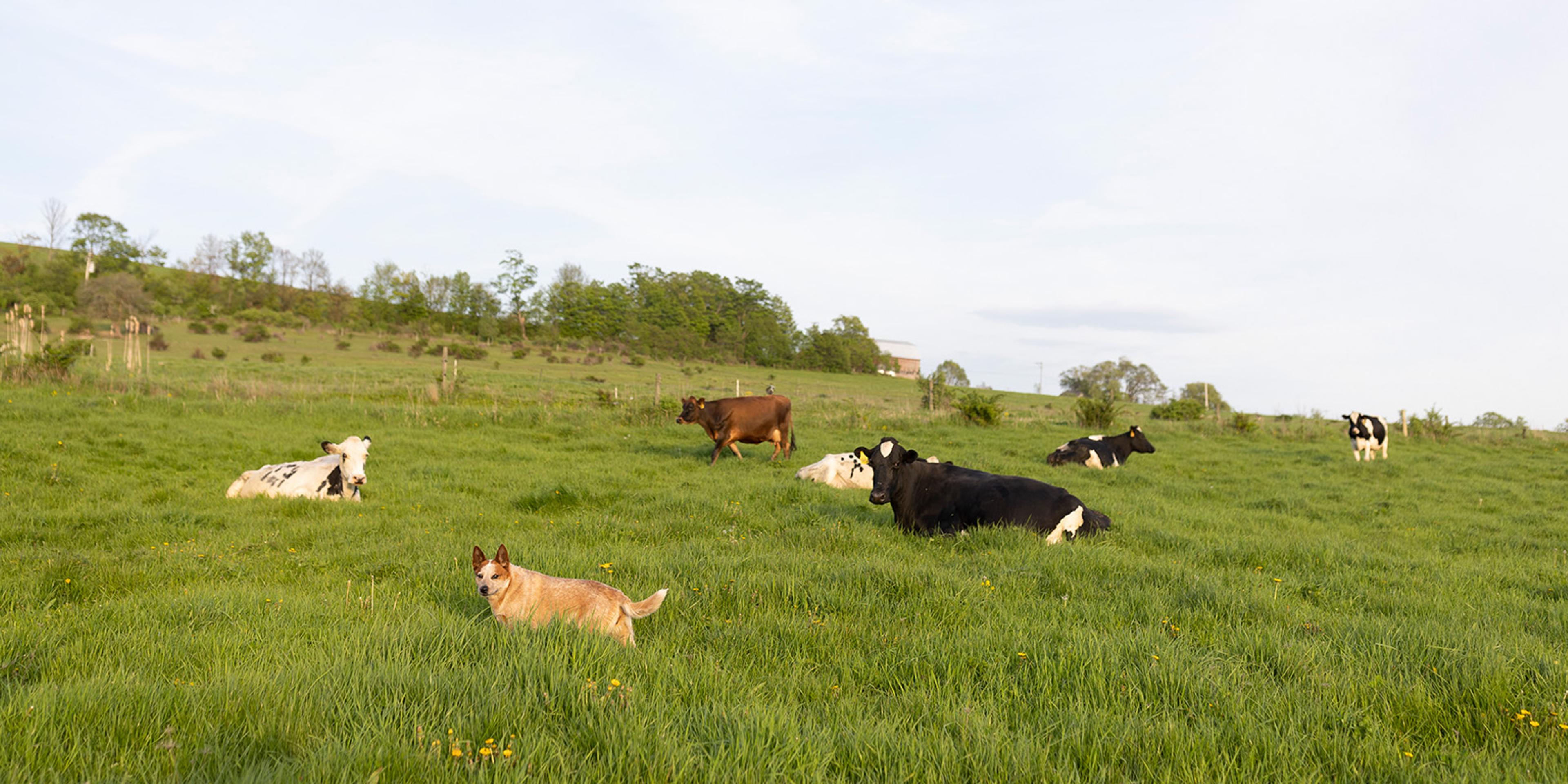 Standing and lying cows and a dog in a field at the Poole family farm in New York.