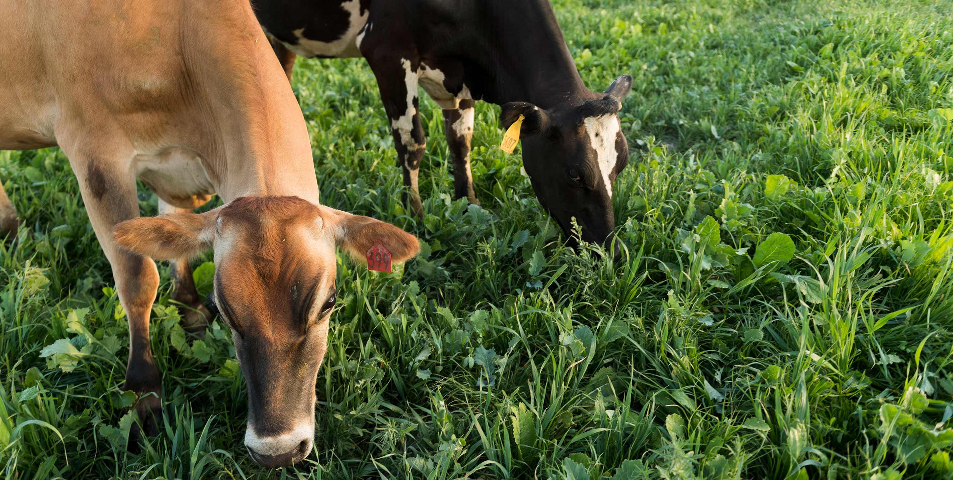 Rootstock, 8 Things You Should Know About Grass-Fed Dairy