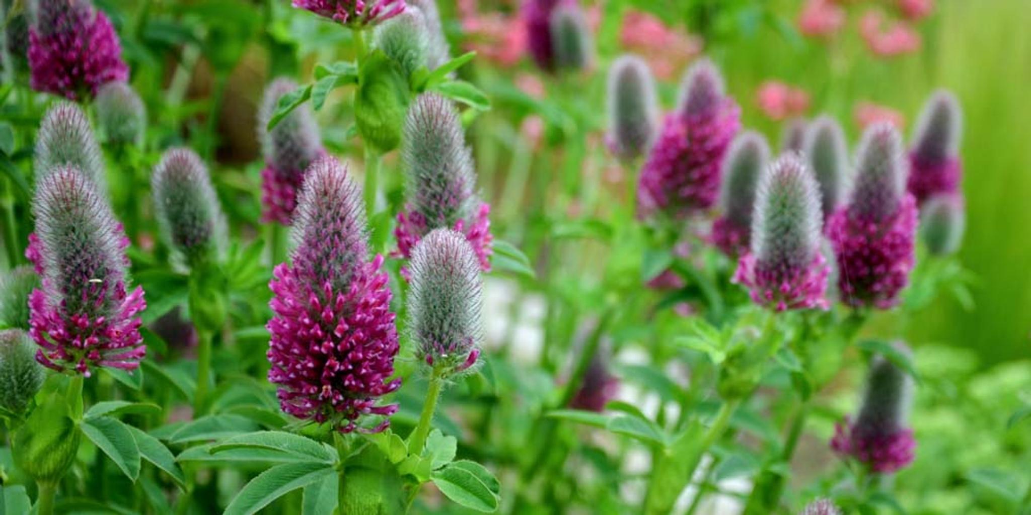 Purple prairie clover plants shown at a close range.
