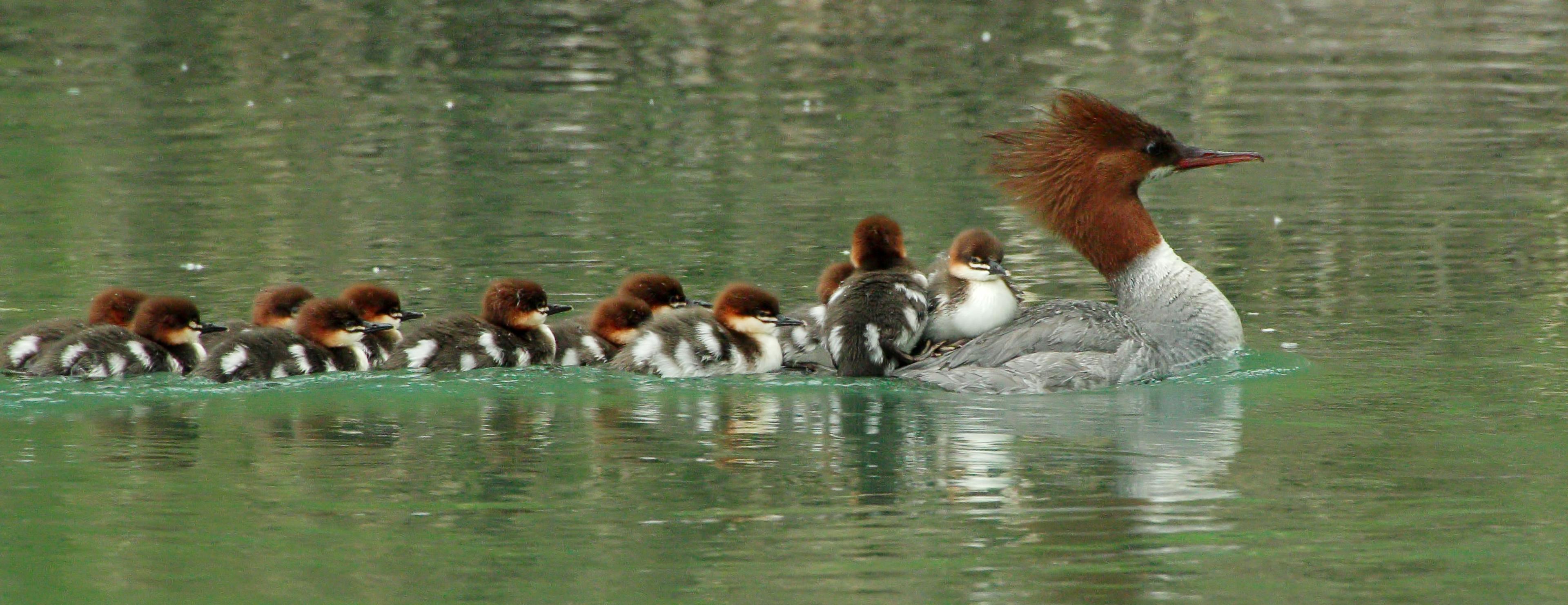 Mom bird with her babies swim in a river at the McMahan family farm in Washington.