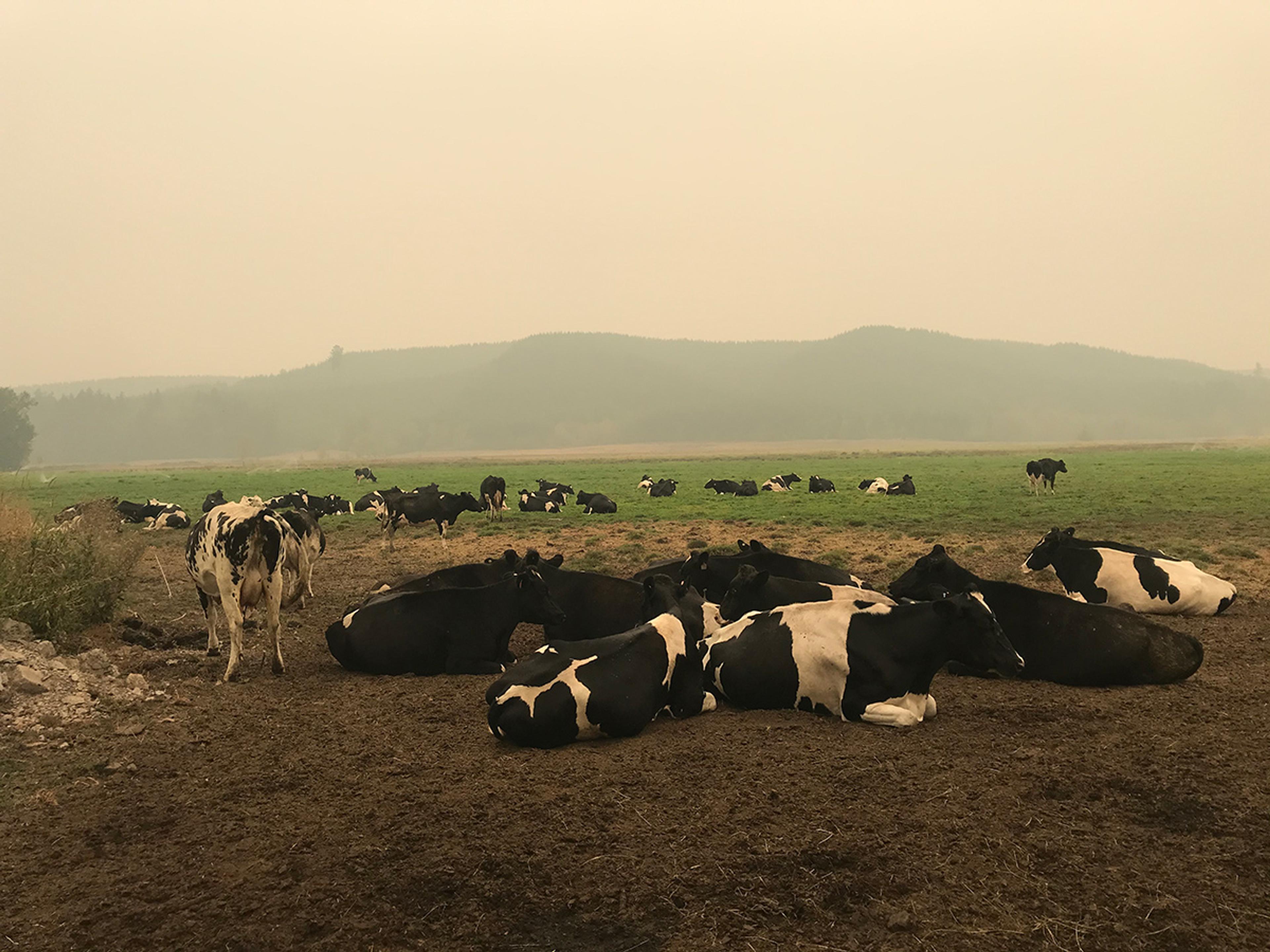 Cows laying down in a pasture that shows poor air quality.