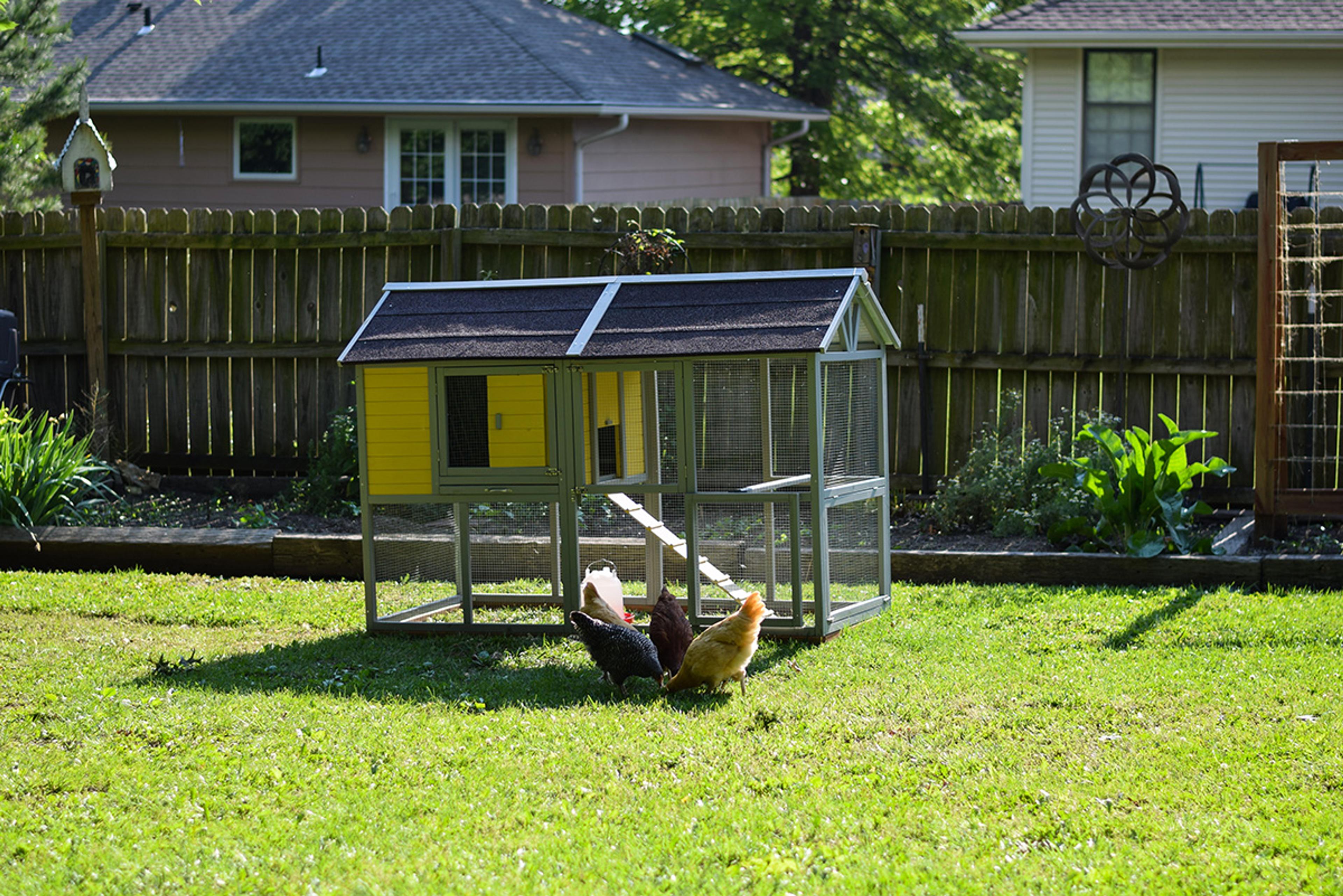 A yellow and green backyard chicken coop with four chickens pecking in the grass nearby. 
