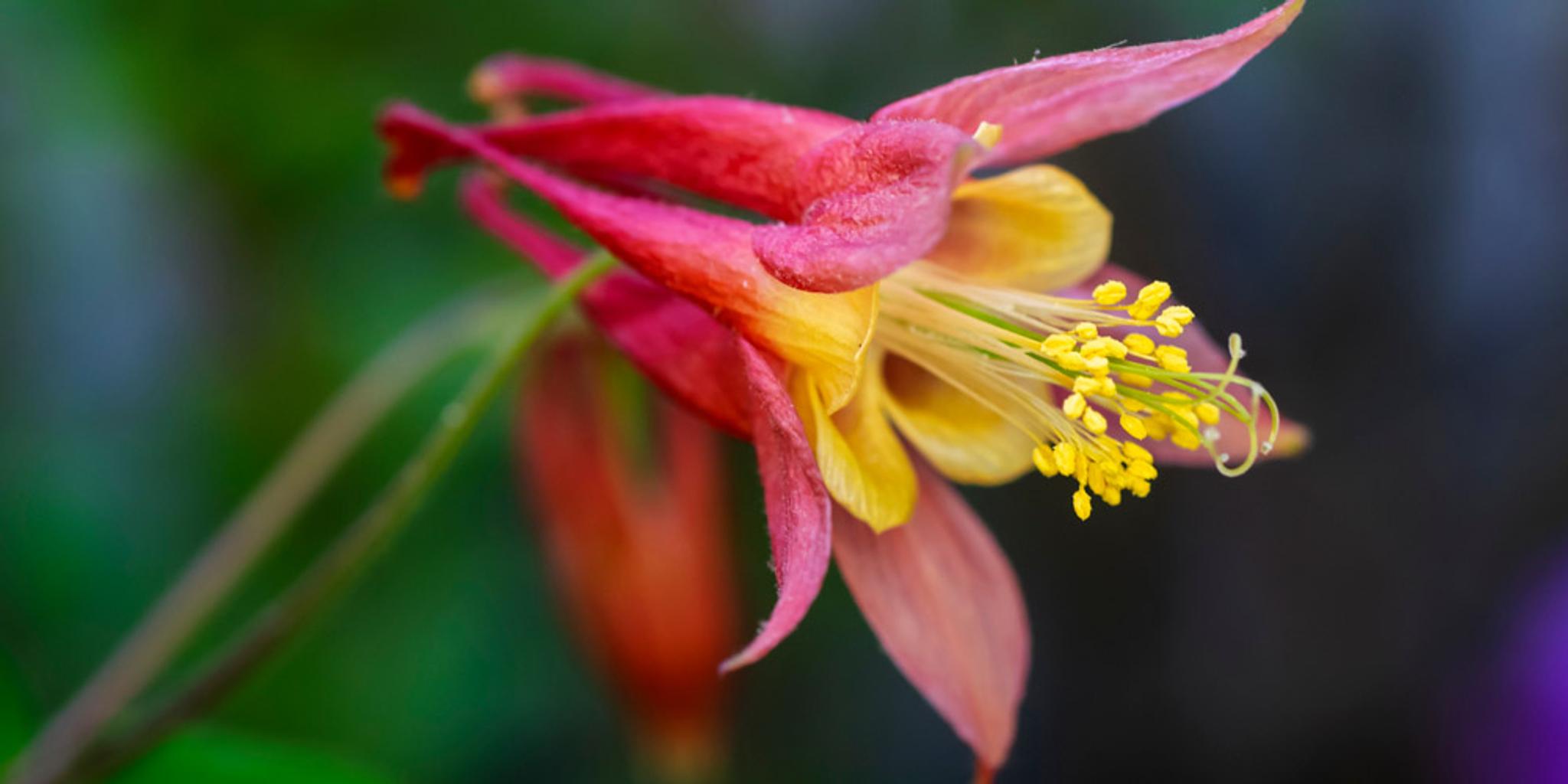 A close-up image of a red columbine blossom.