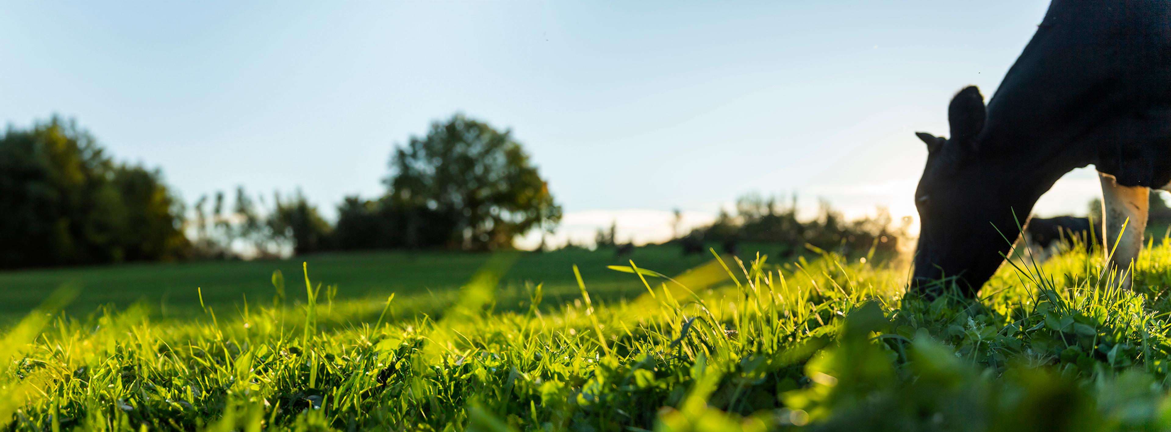 A cow eating grass in the green pasture.