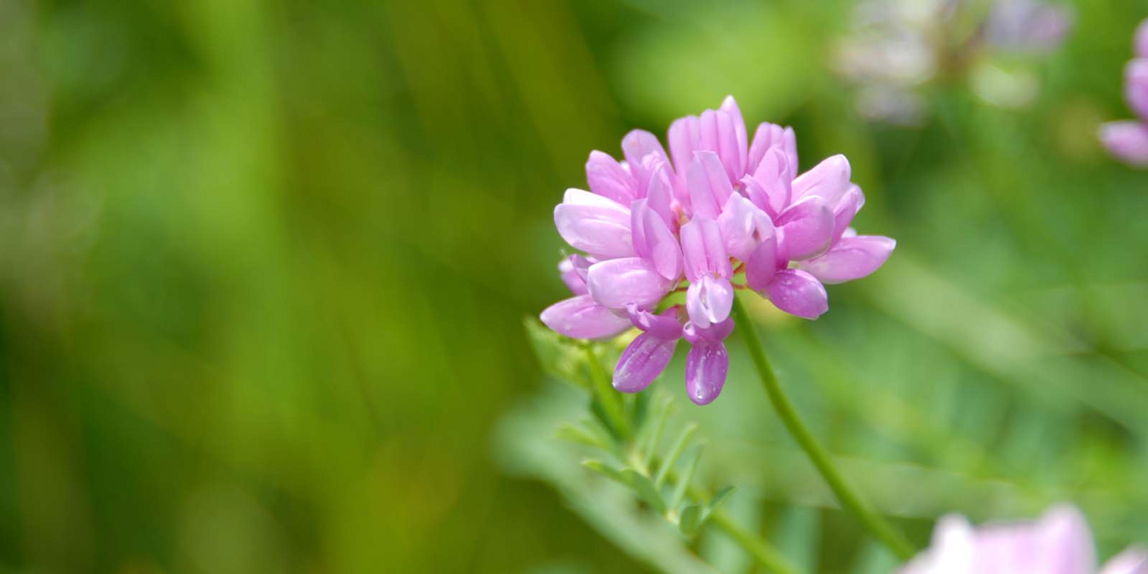 A blossoming clover.