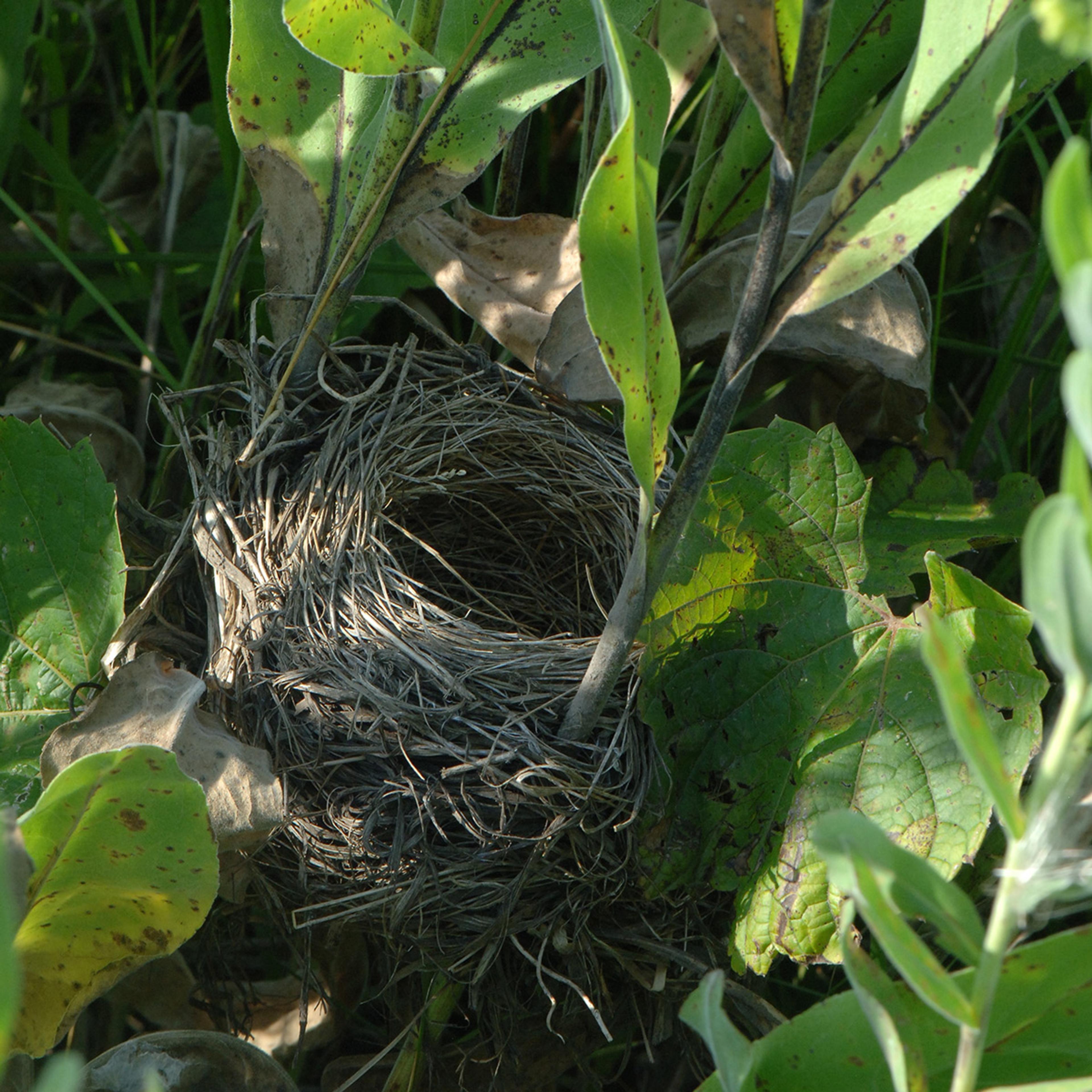 A perfectly formed bird’s nest tucked into some plants.
