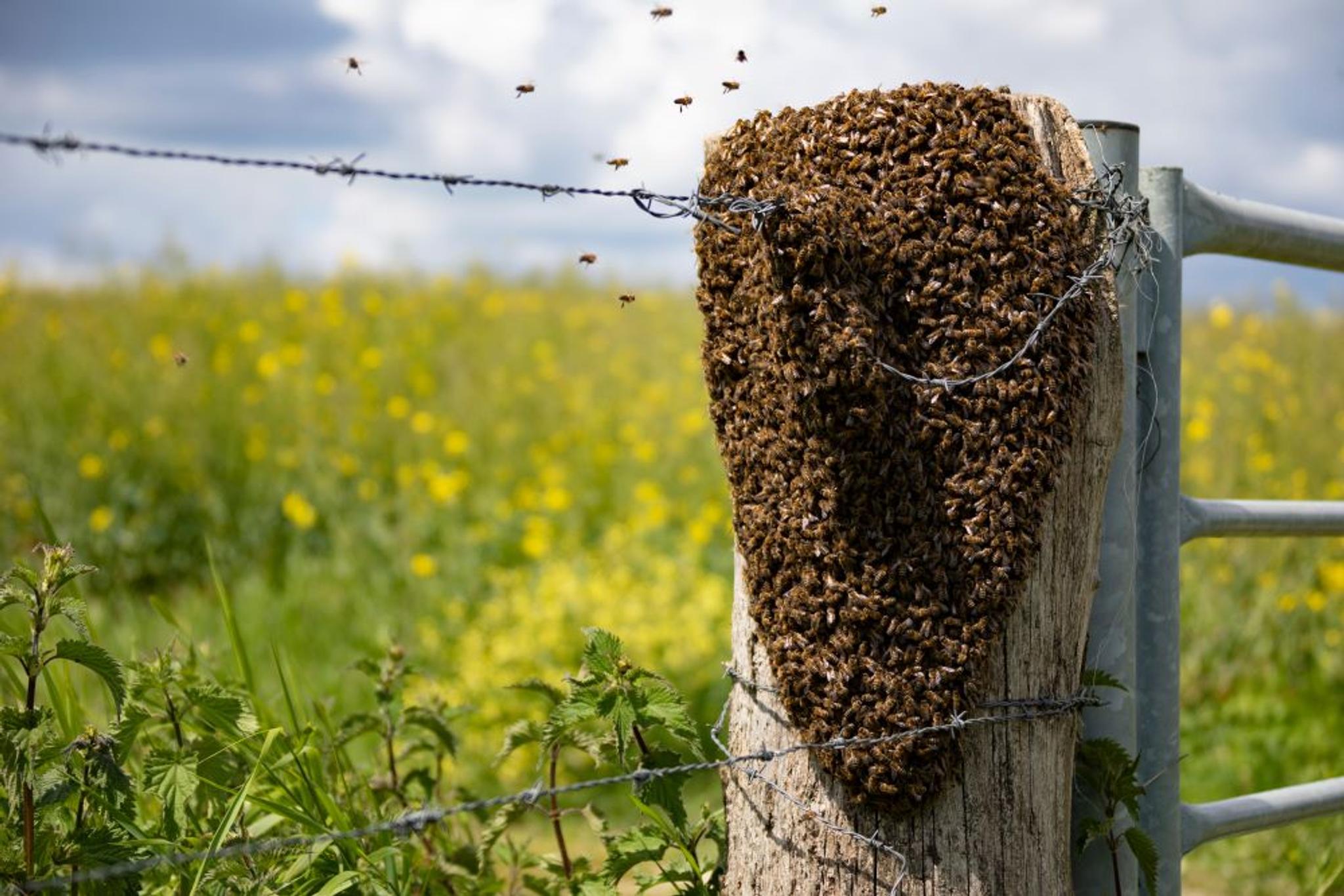Thousands of honeybees make a swarm on a fence post.