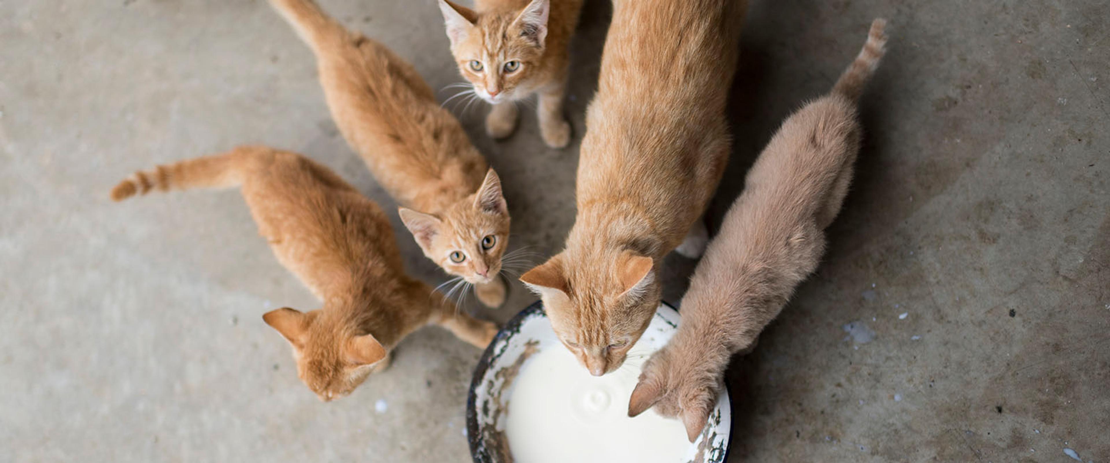 Cats are just as important on the farm as cows...and often more popular with the kids!