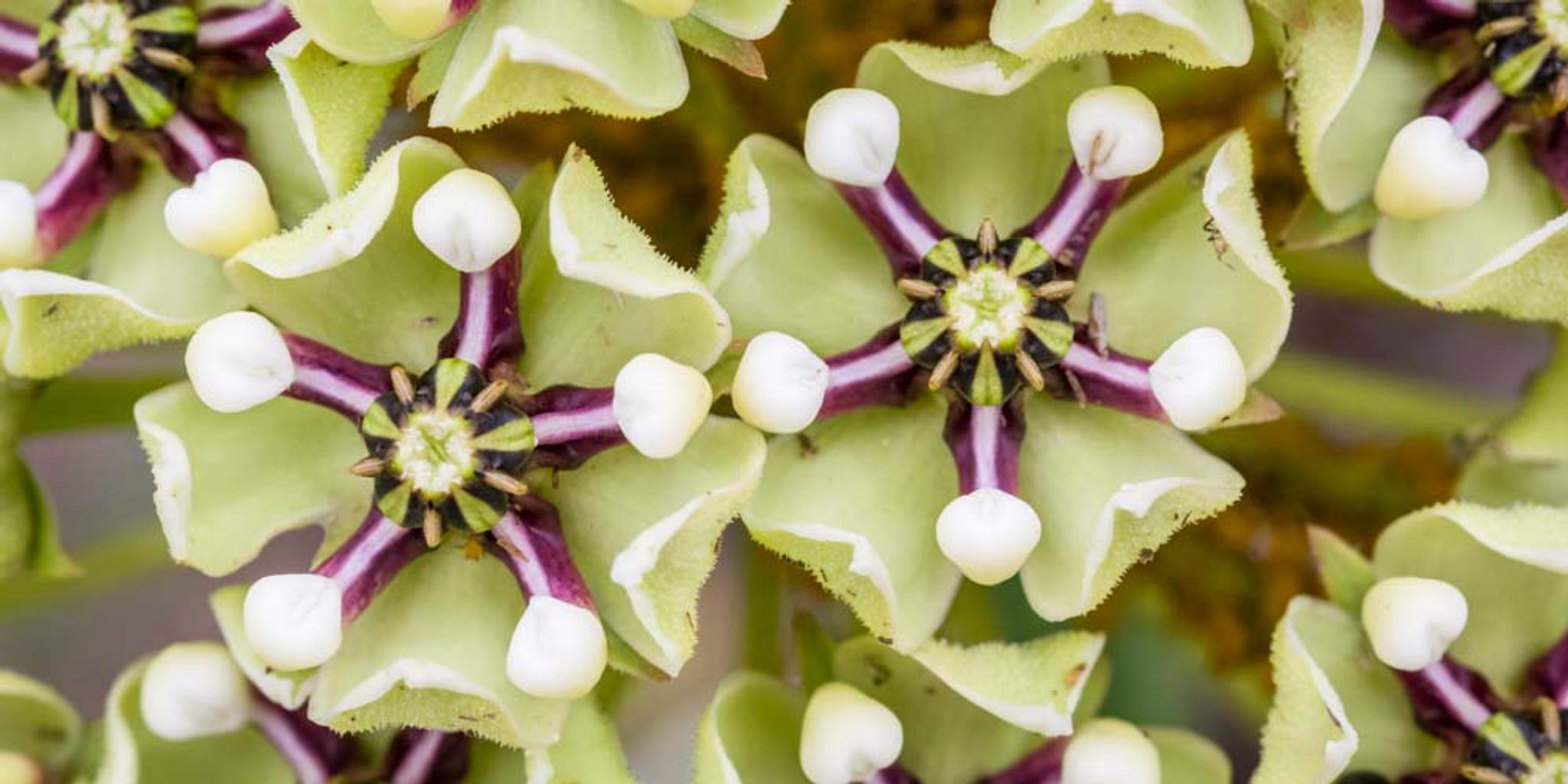 Closeup of antelope horns milkweed blooms.