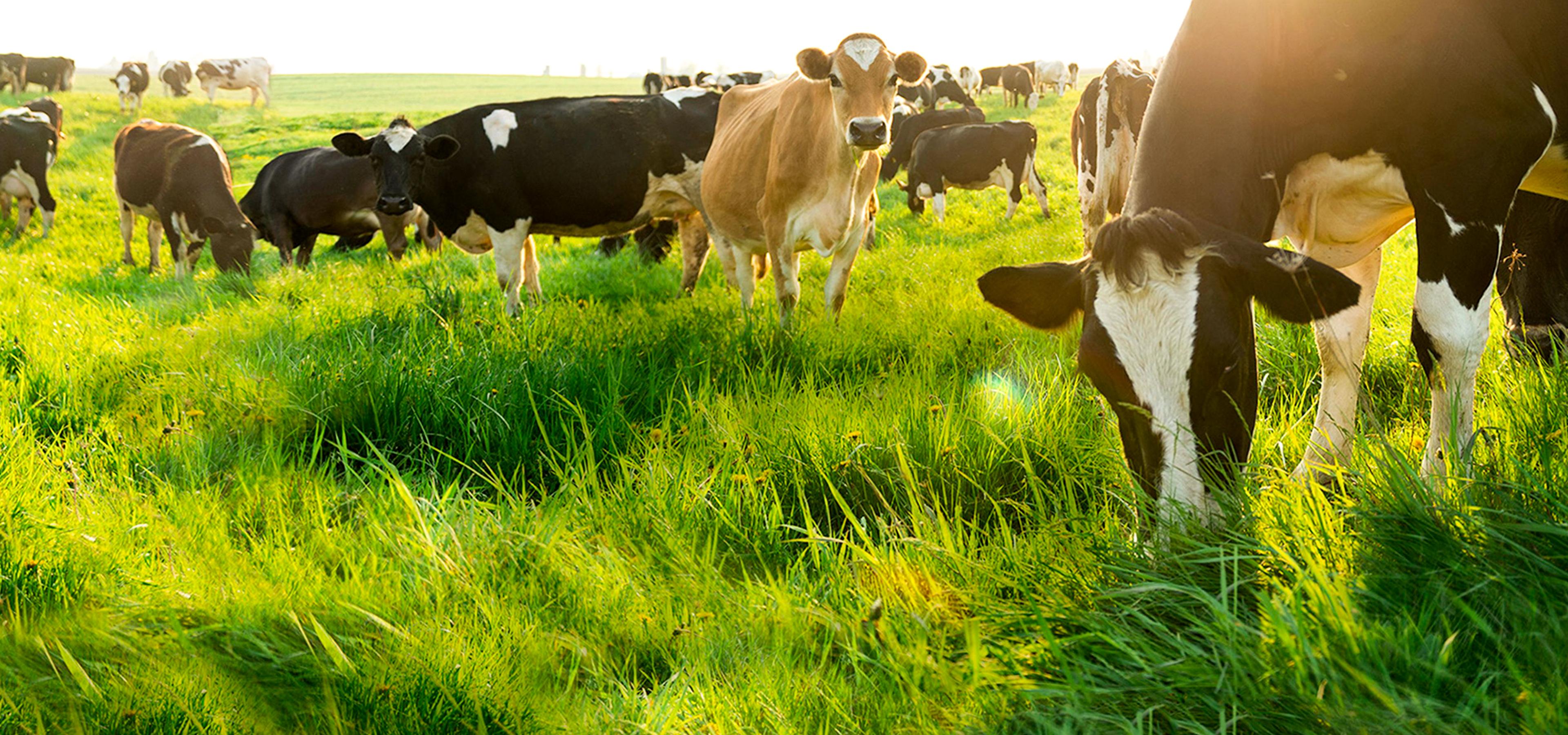 Cows grazing in fresh pasture grass.