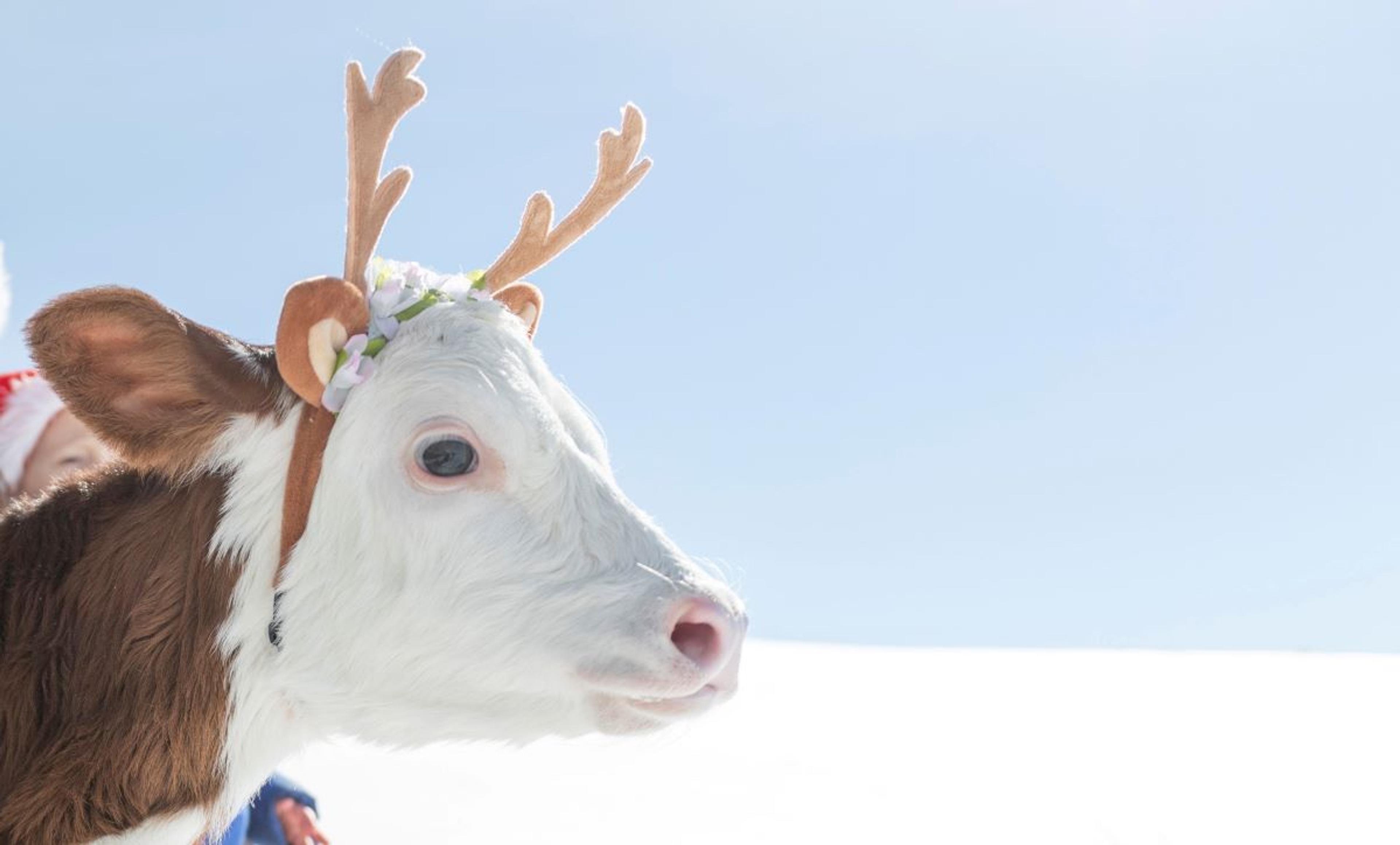 A calf wearing fake antlers.