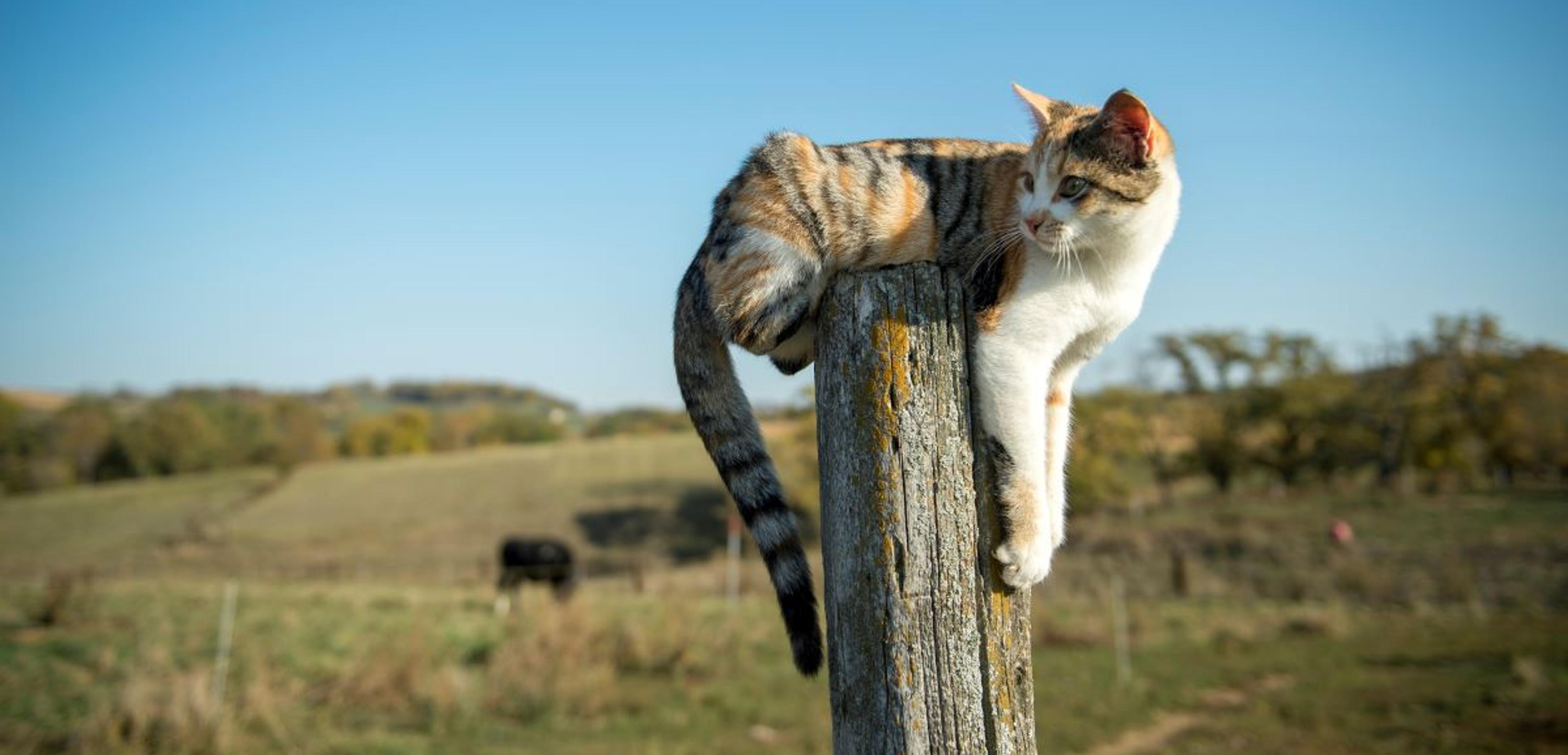 A cat sits on a fencepole at the Koester family farm in Illinois.