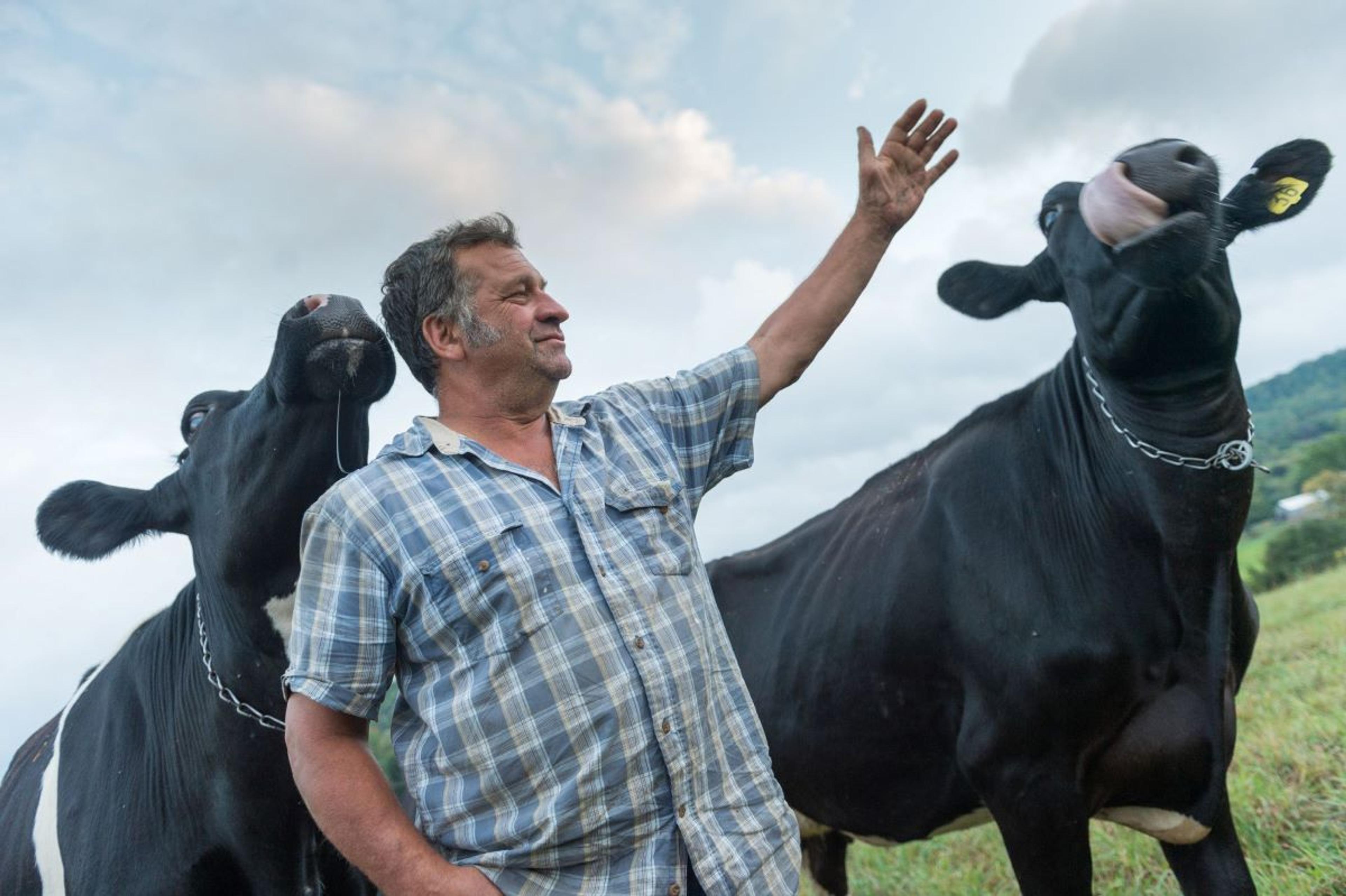 Two cows gather around Les Miller at his organic farm in New York.
