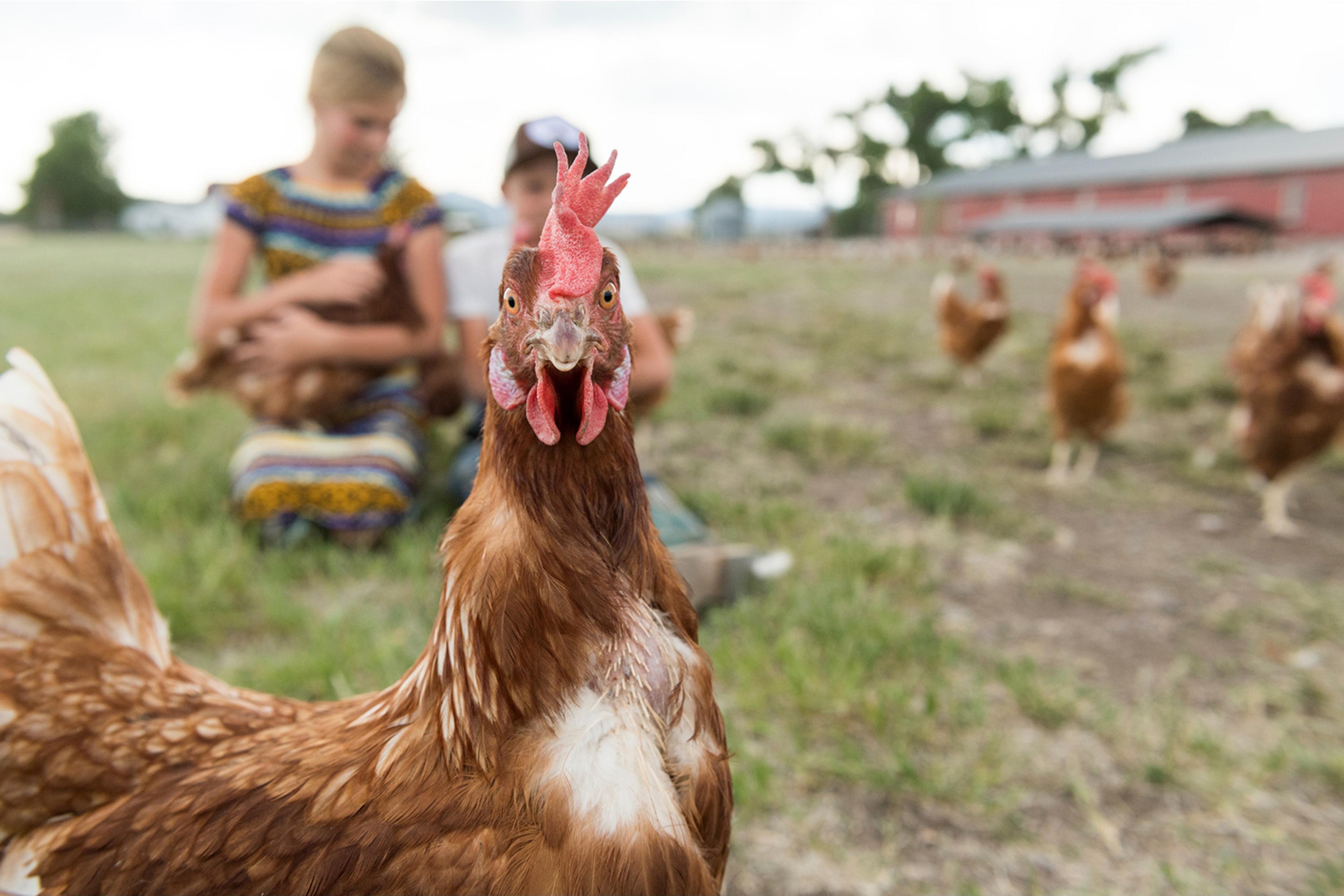 This Bovan Brown chicken on the Toews’ Organic Valley egg farm lays brown eggs.