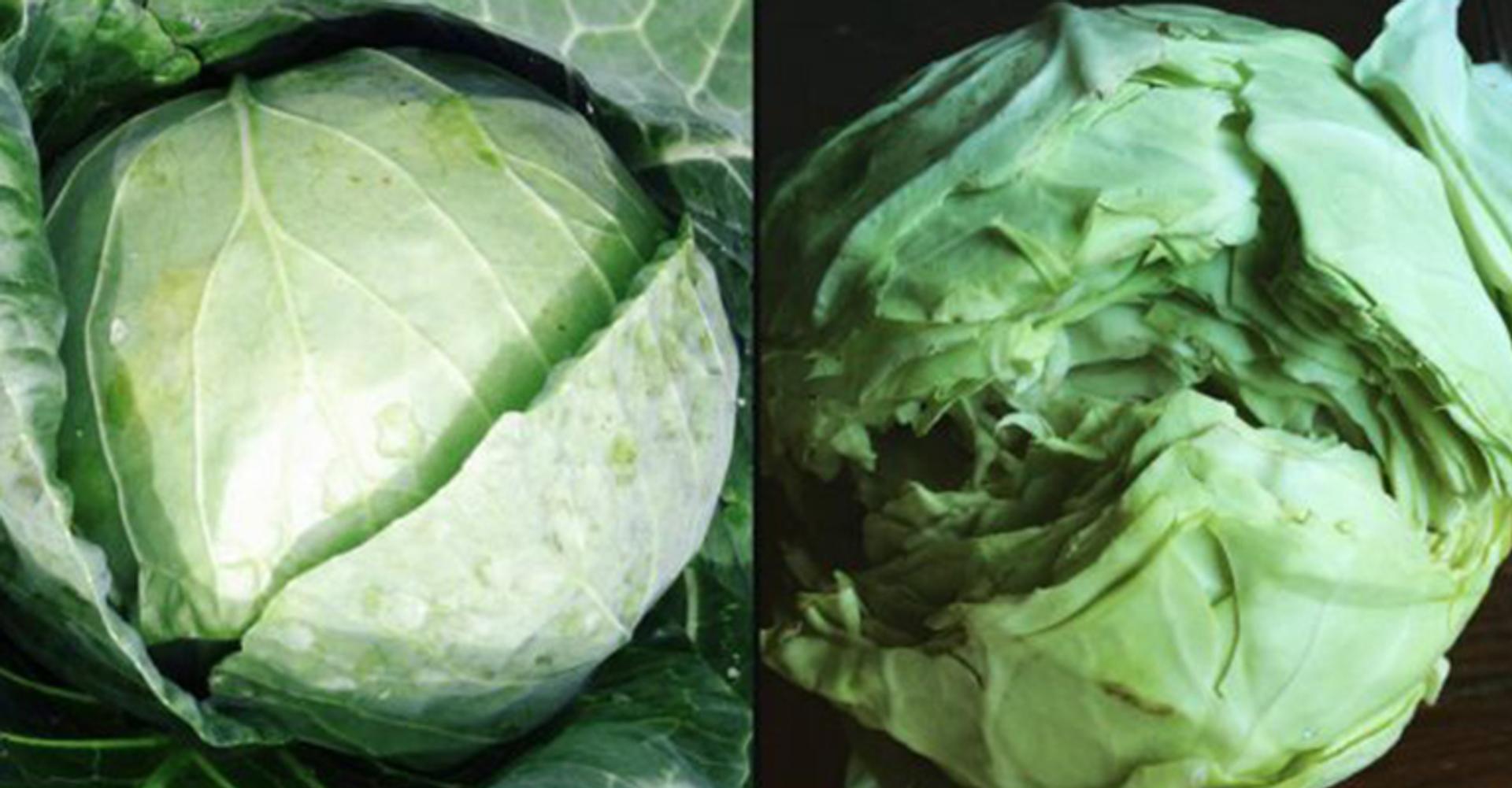 A side by side image of a perfect cabbage next to a cabbage with a split down the middle.