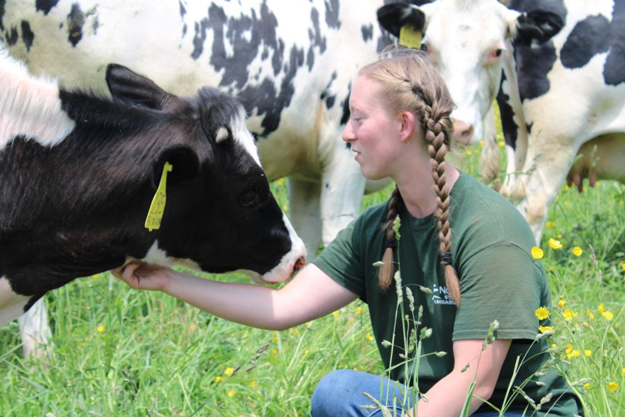 A farmer pets a heifer in a pasture.