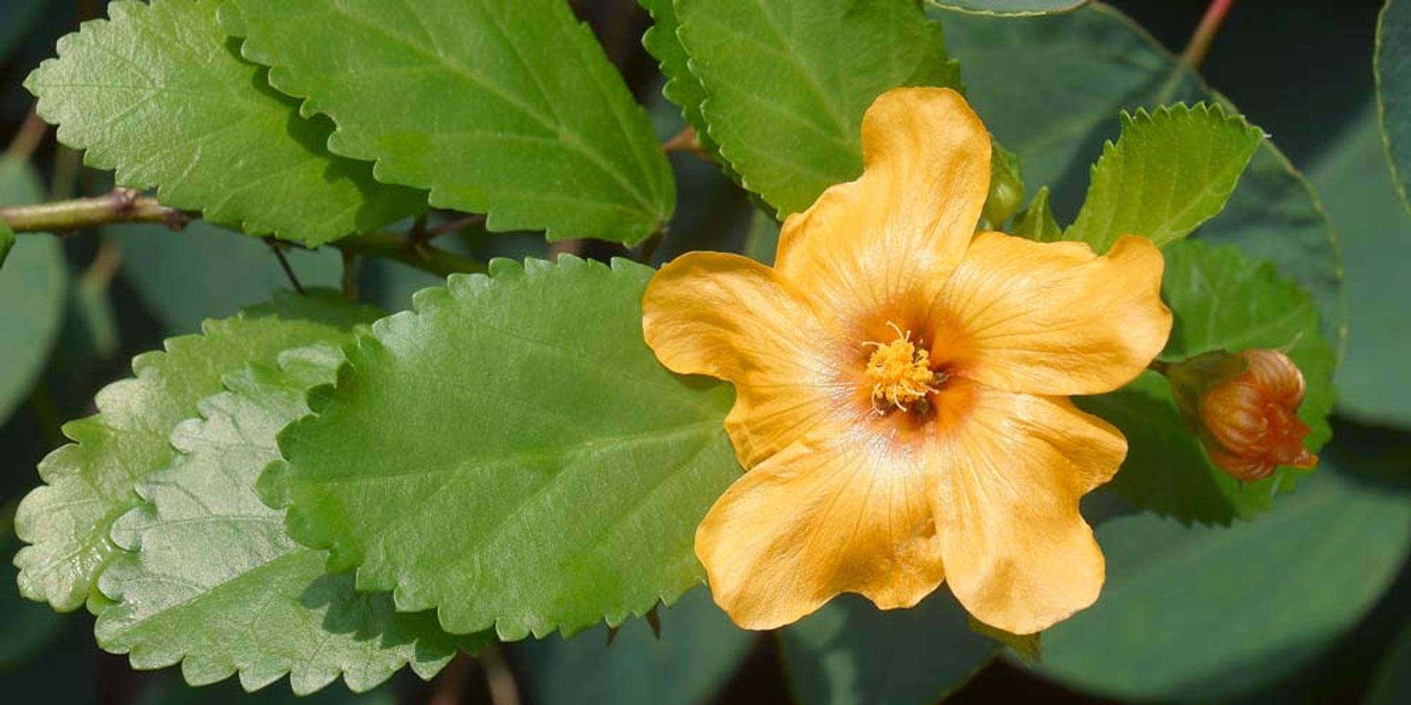 A close look at a yellowish orange ʻIlima blossom and its leaves.