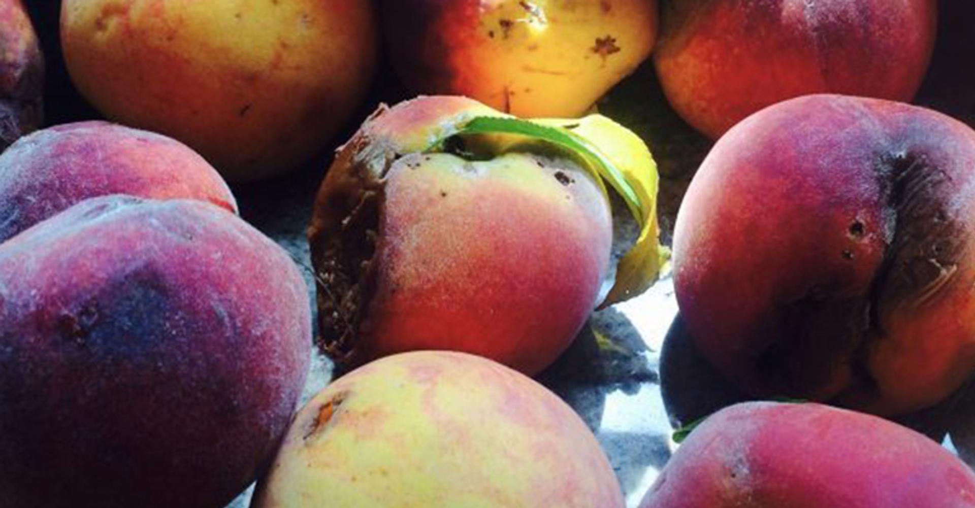 A pile of peaches that have bruises and spots.