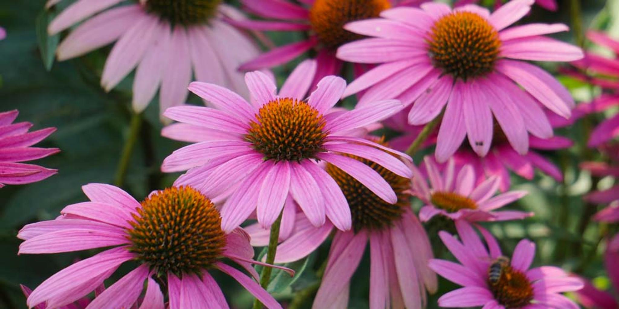 A dozen purple coneflower plants.