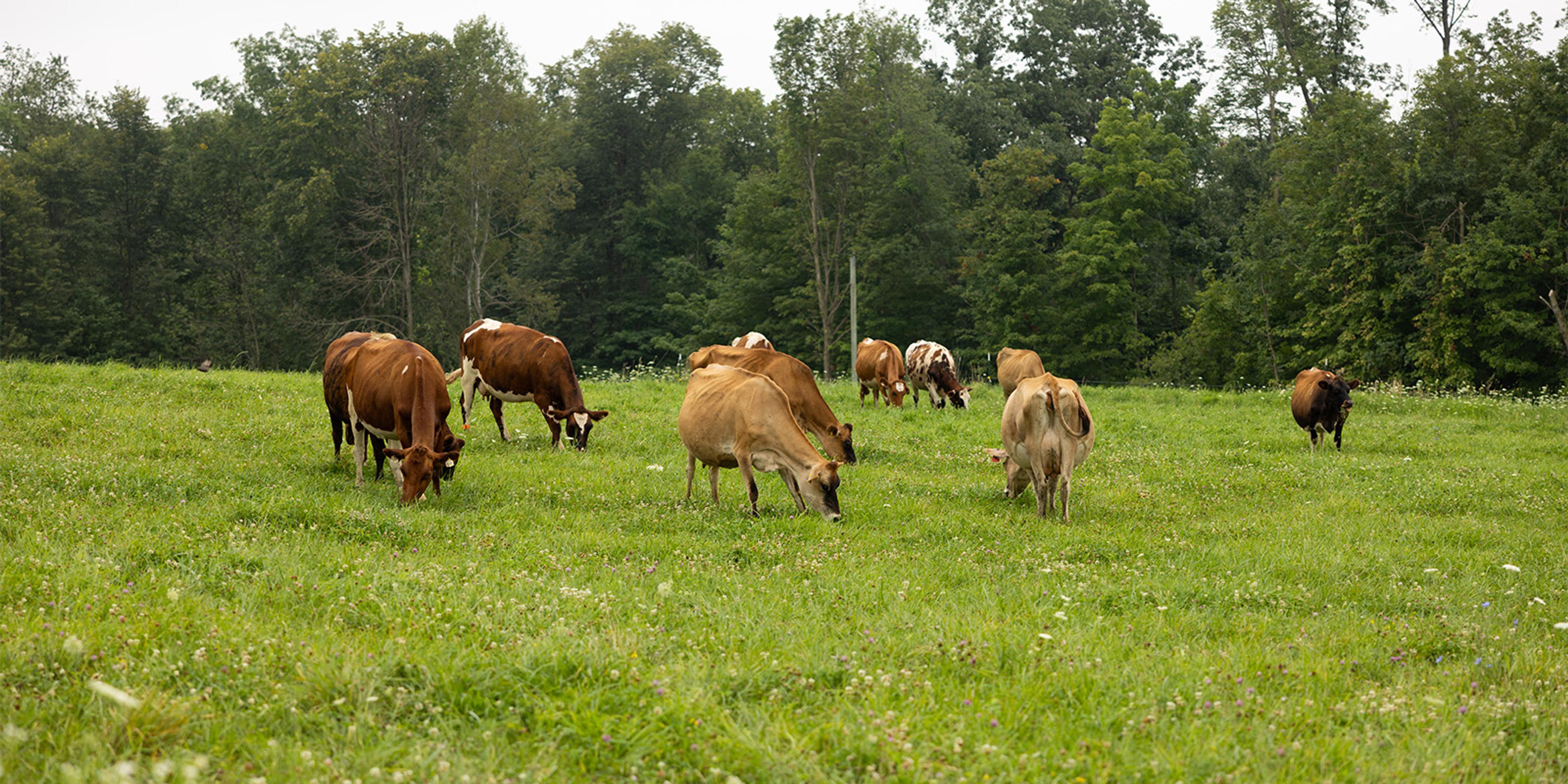 Cows on organic pasture at the Canter farm.