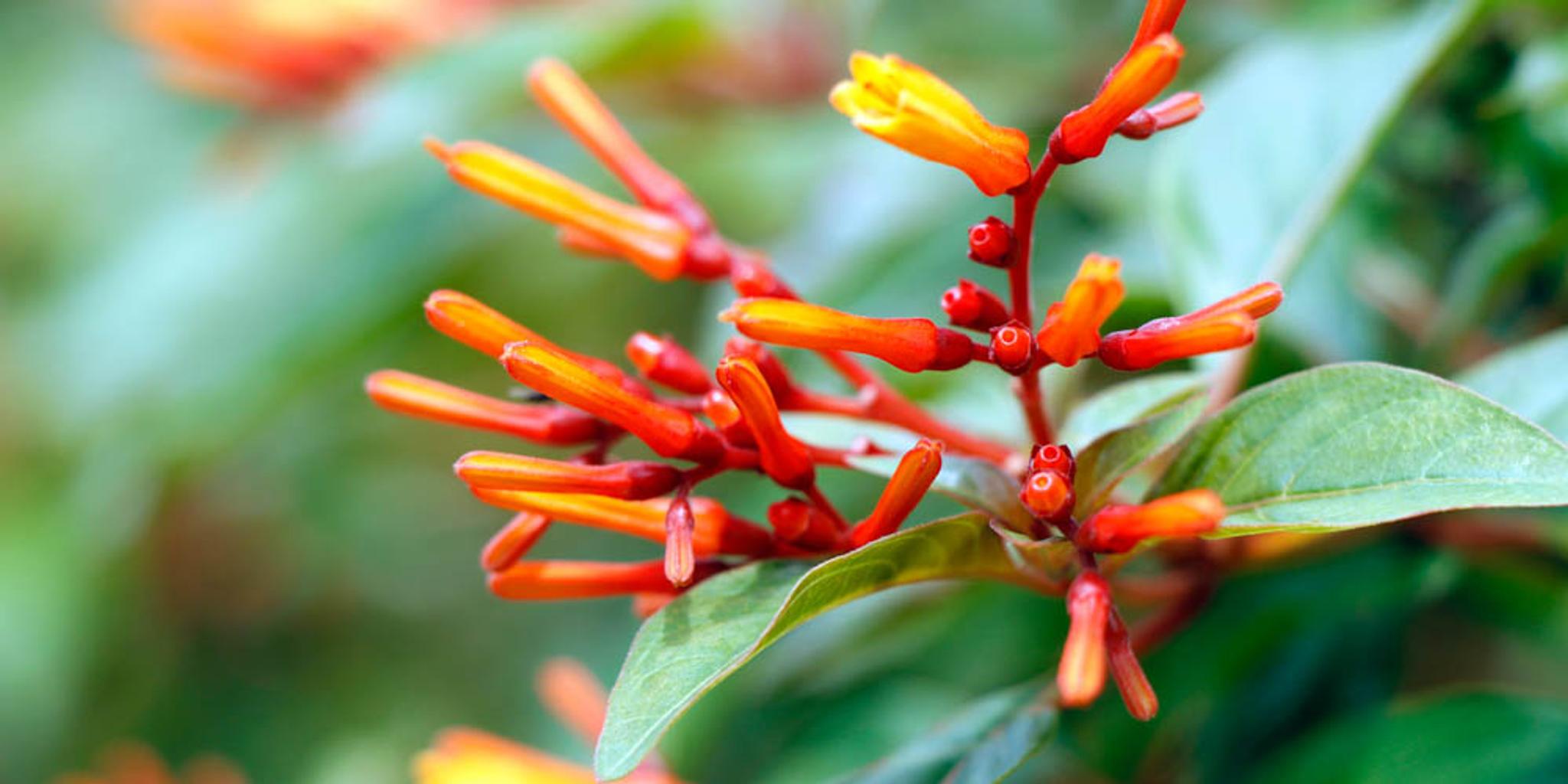 A close-up image of firebush.