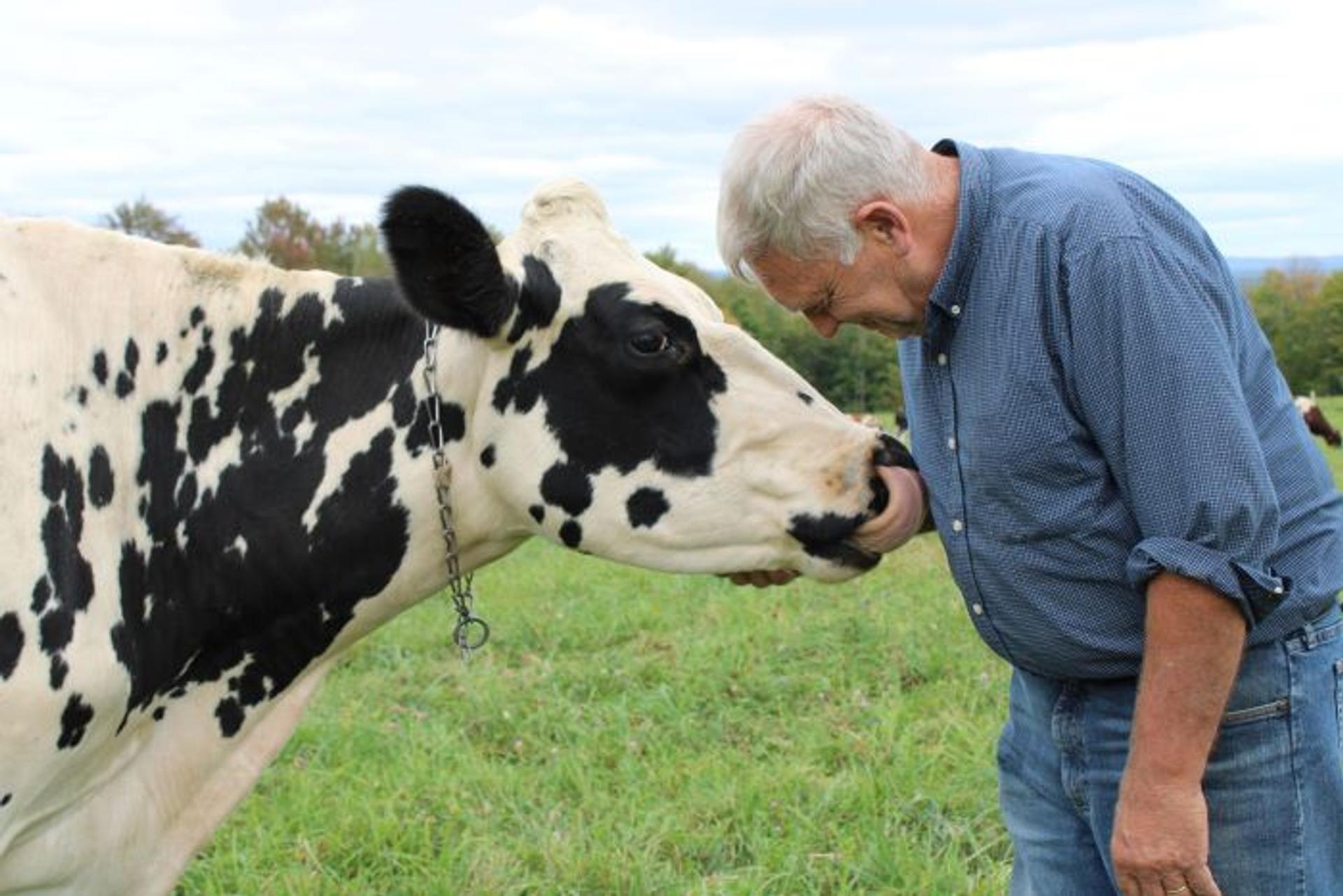 A dairy cow licks farmer Randall Bates.