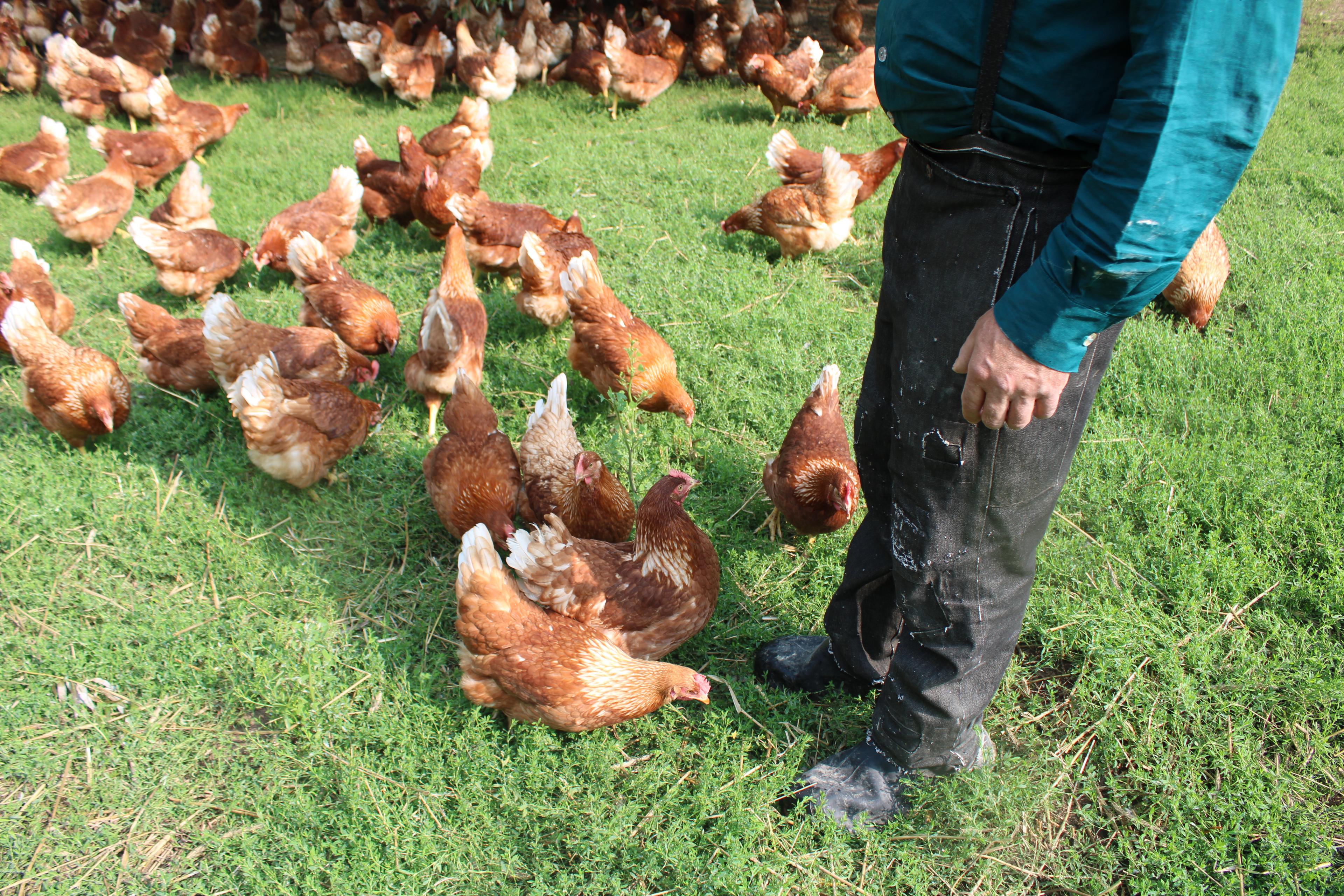 Dozens of organic chickens on pasture surround a farmer.