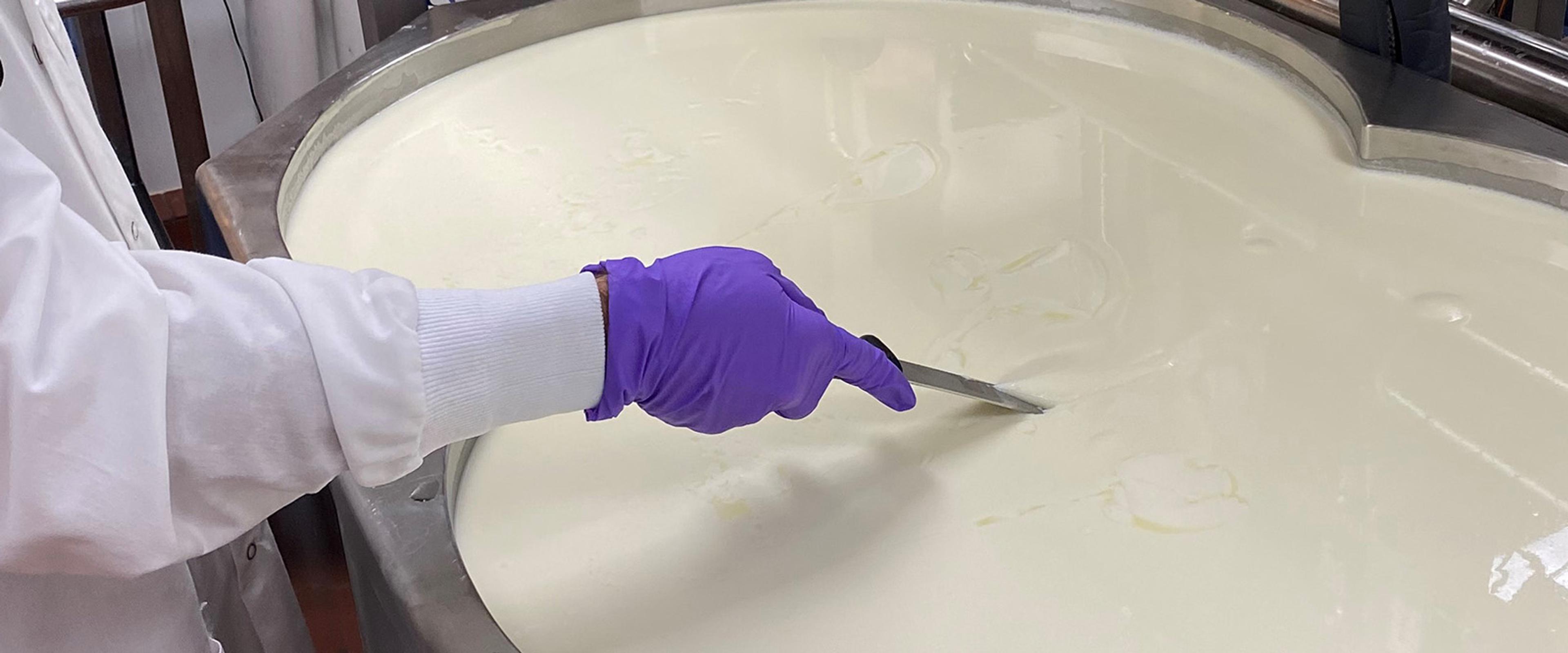 A cheesemaker checks a vat of cheese